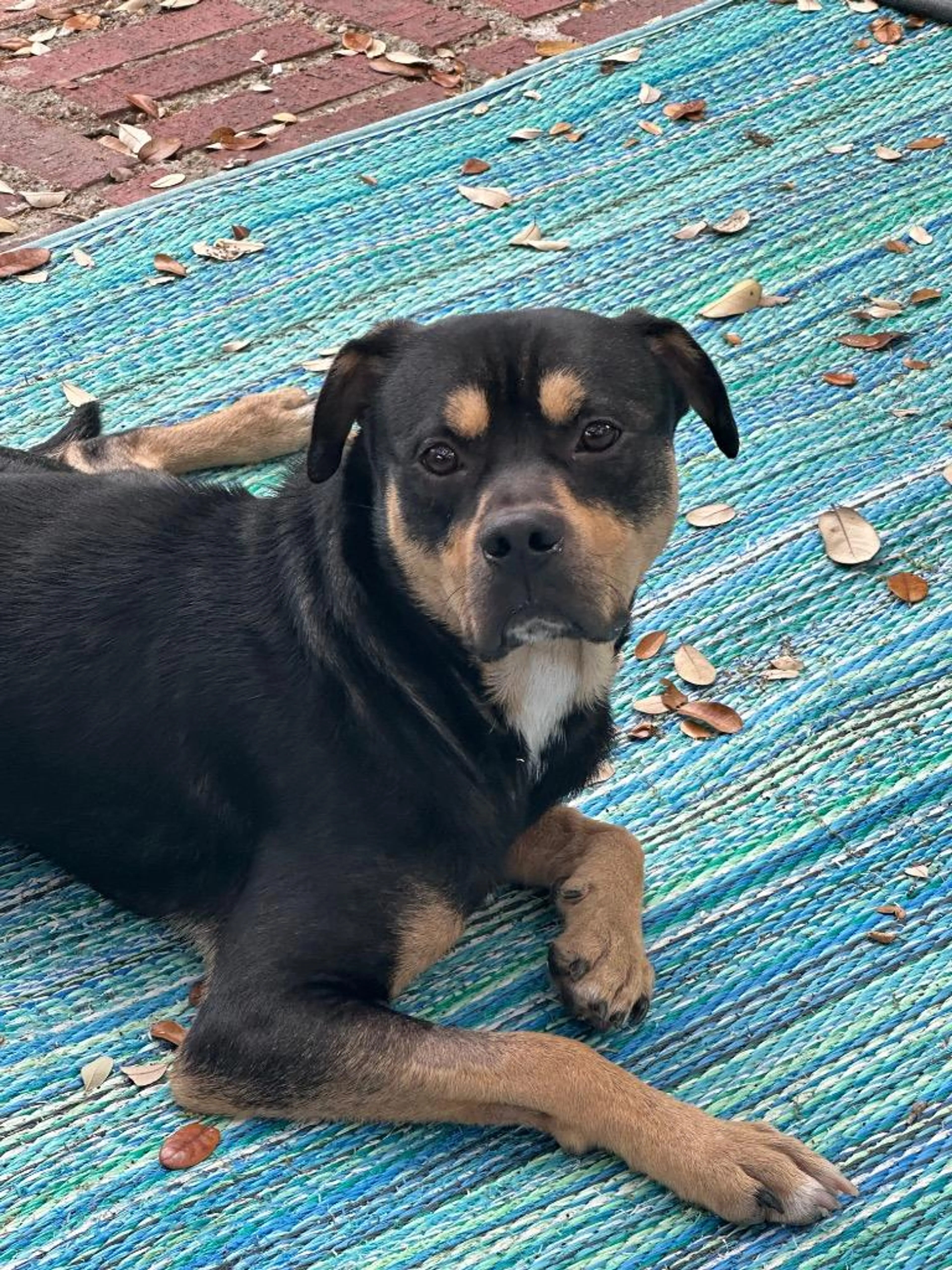 Found pet-2