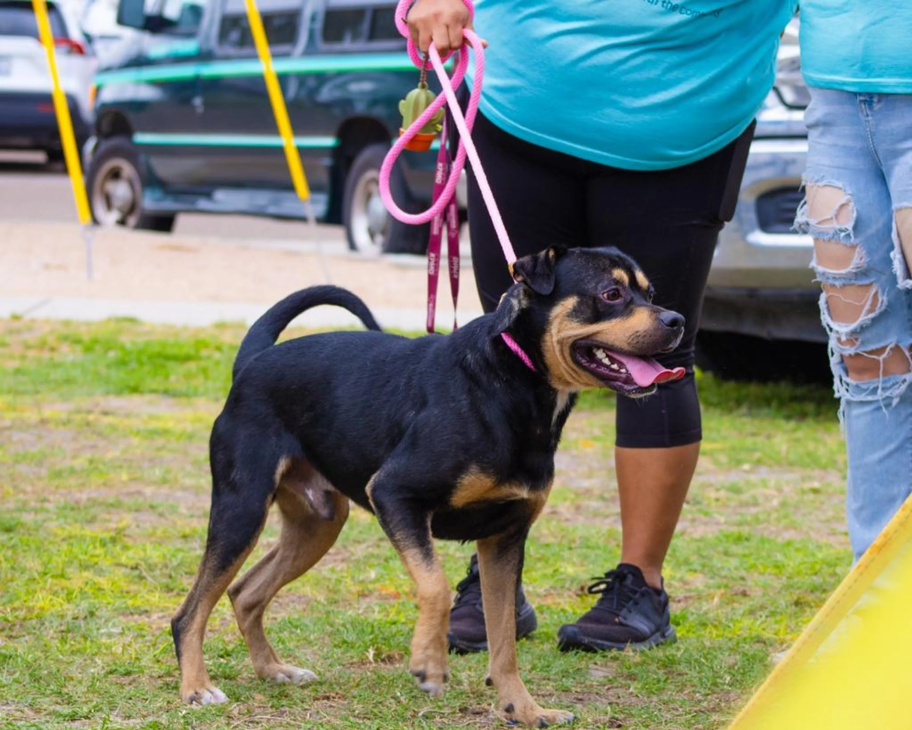 Found pet-3
