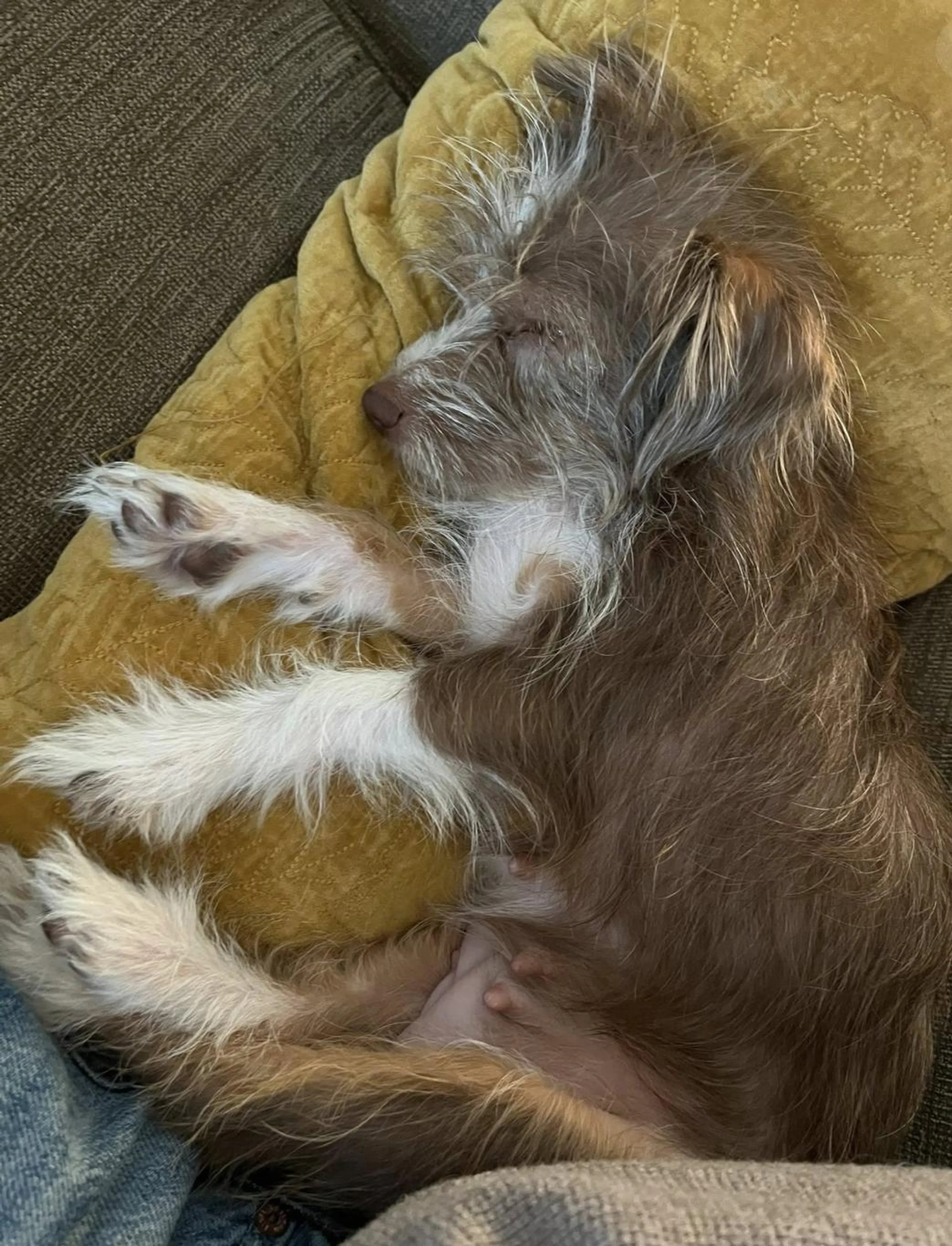 Found pet-1