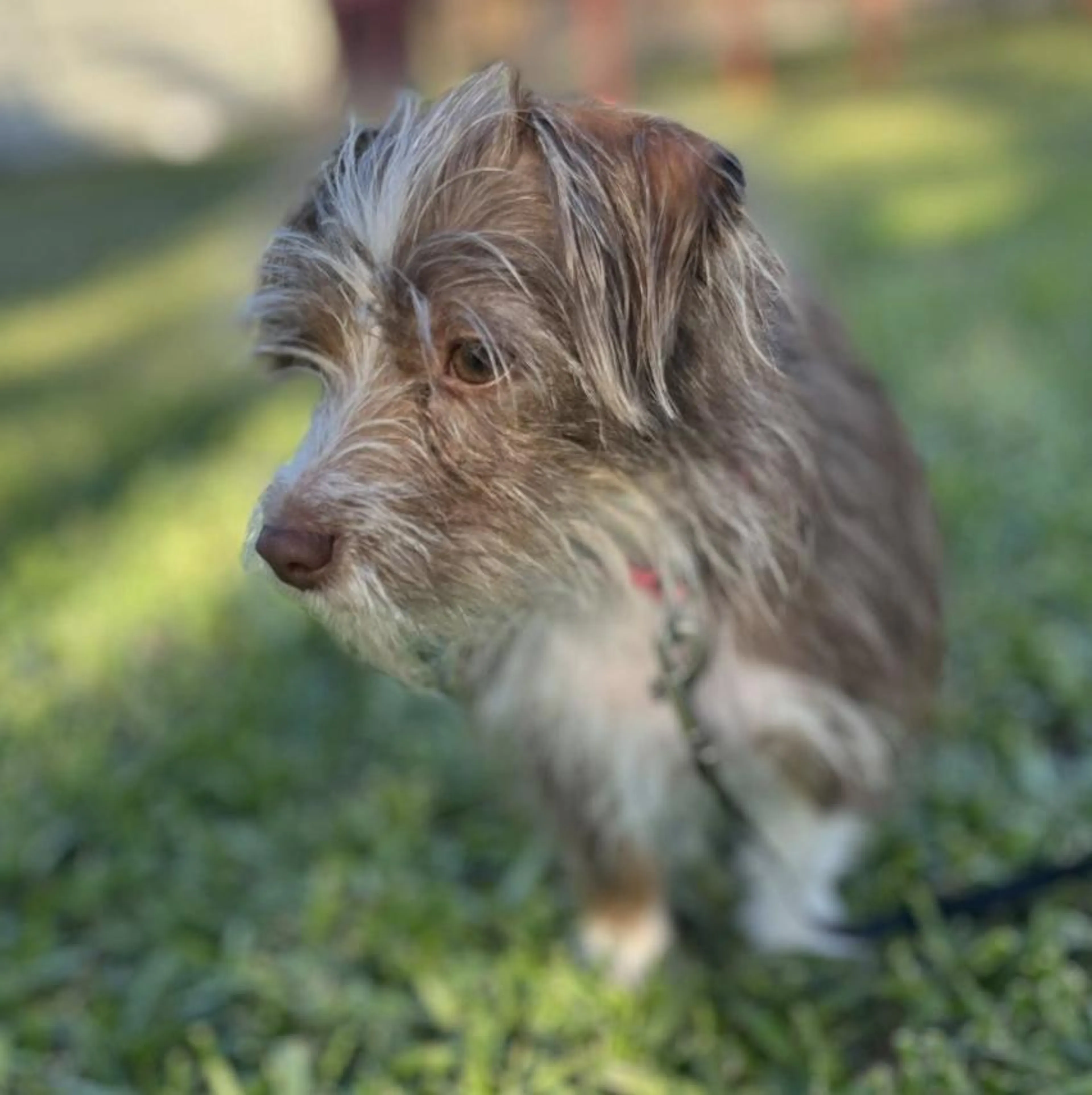 Found pet-2