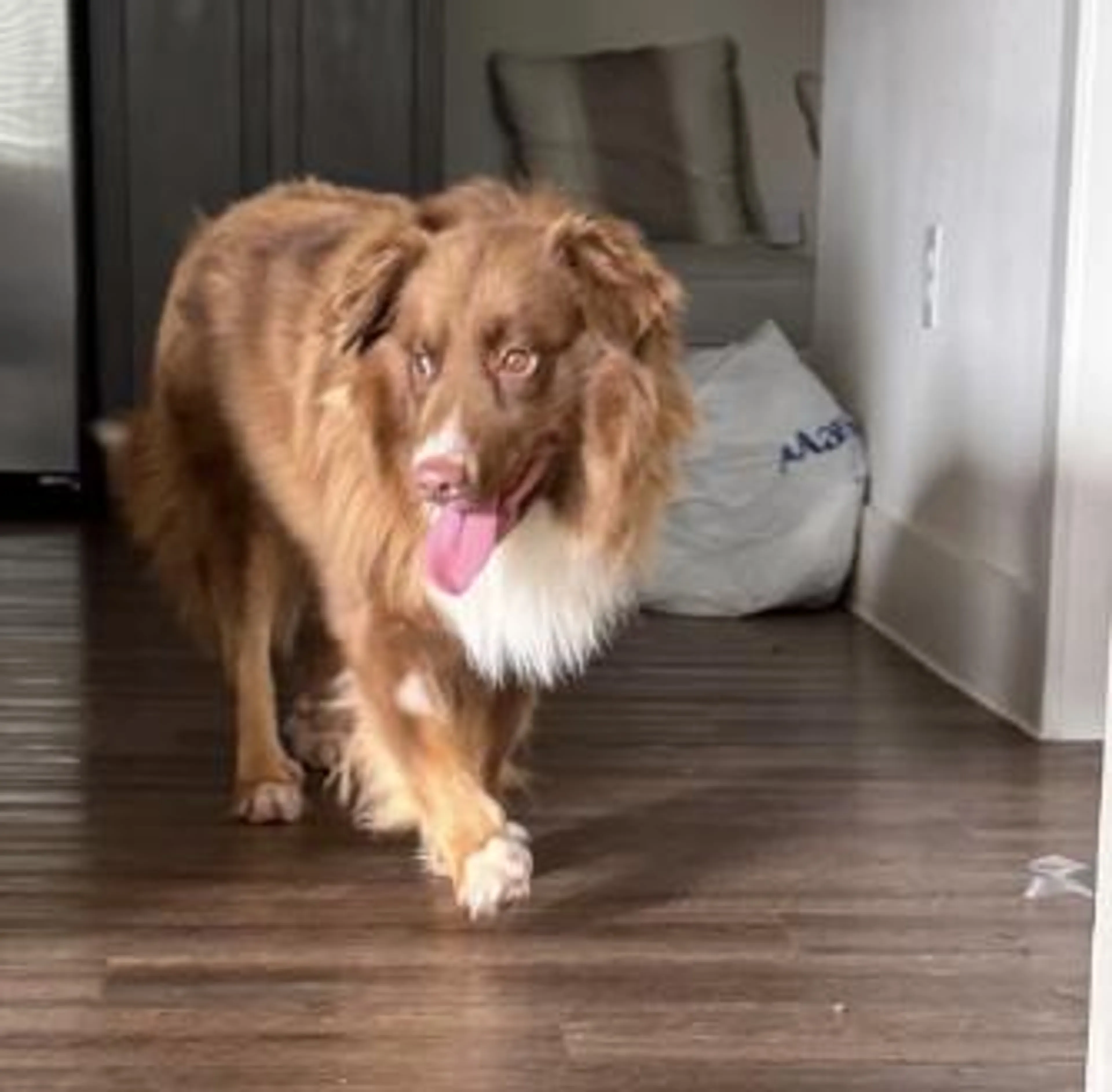 Found pet-0