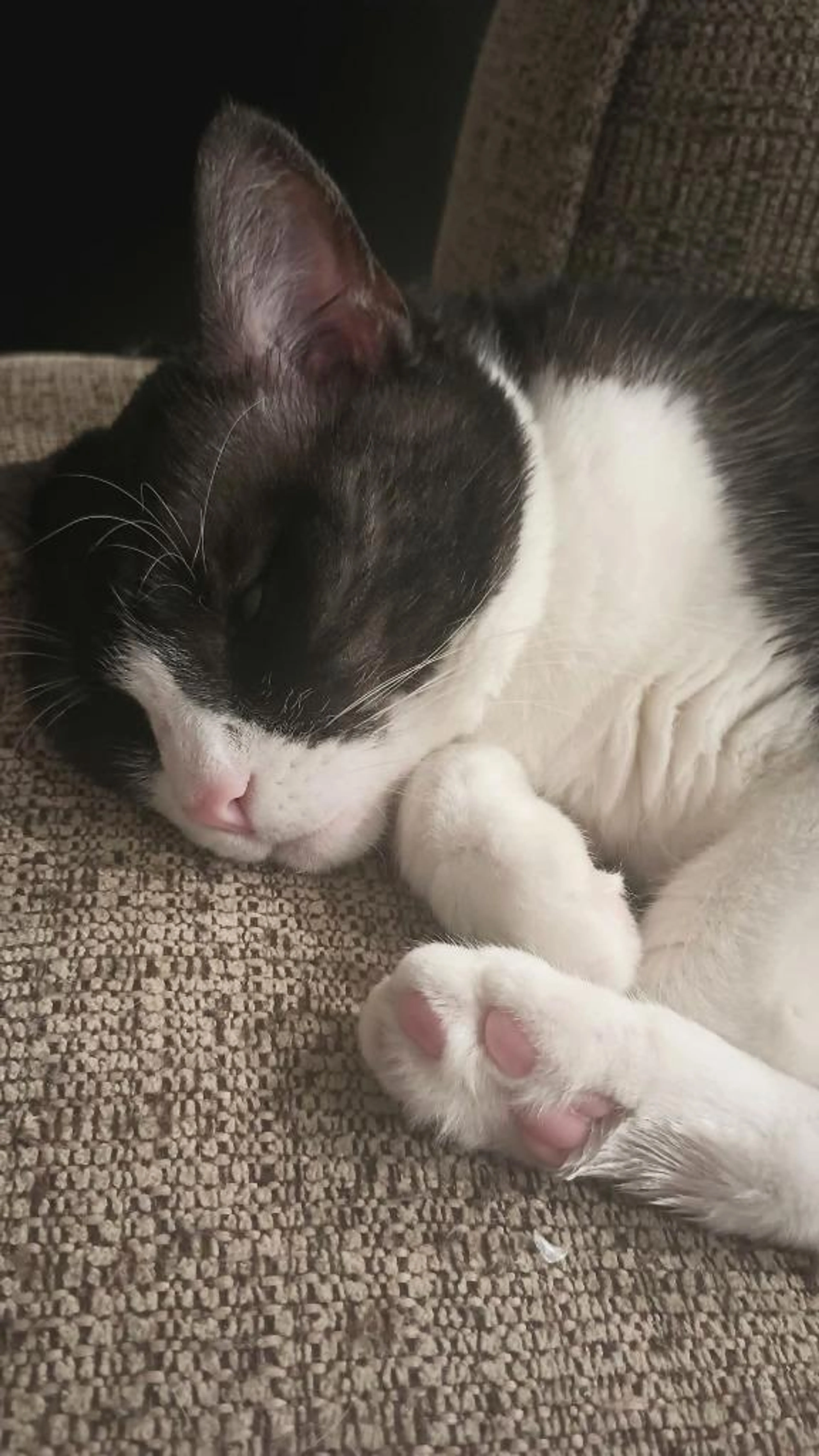 Found pet-0