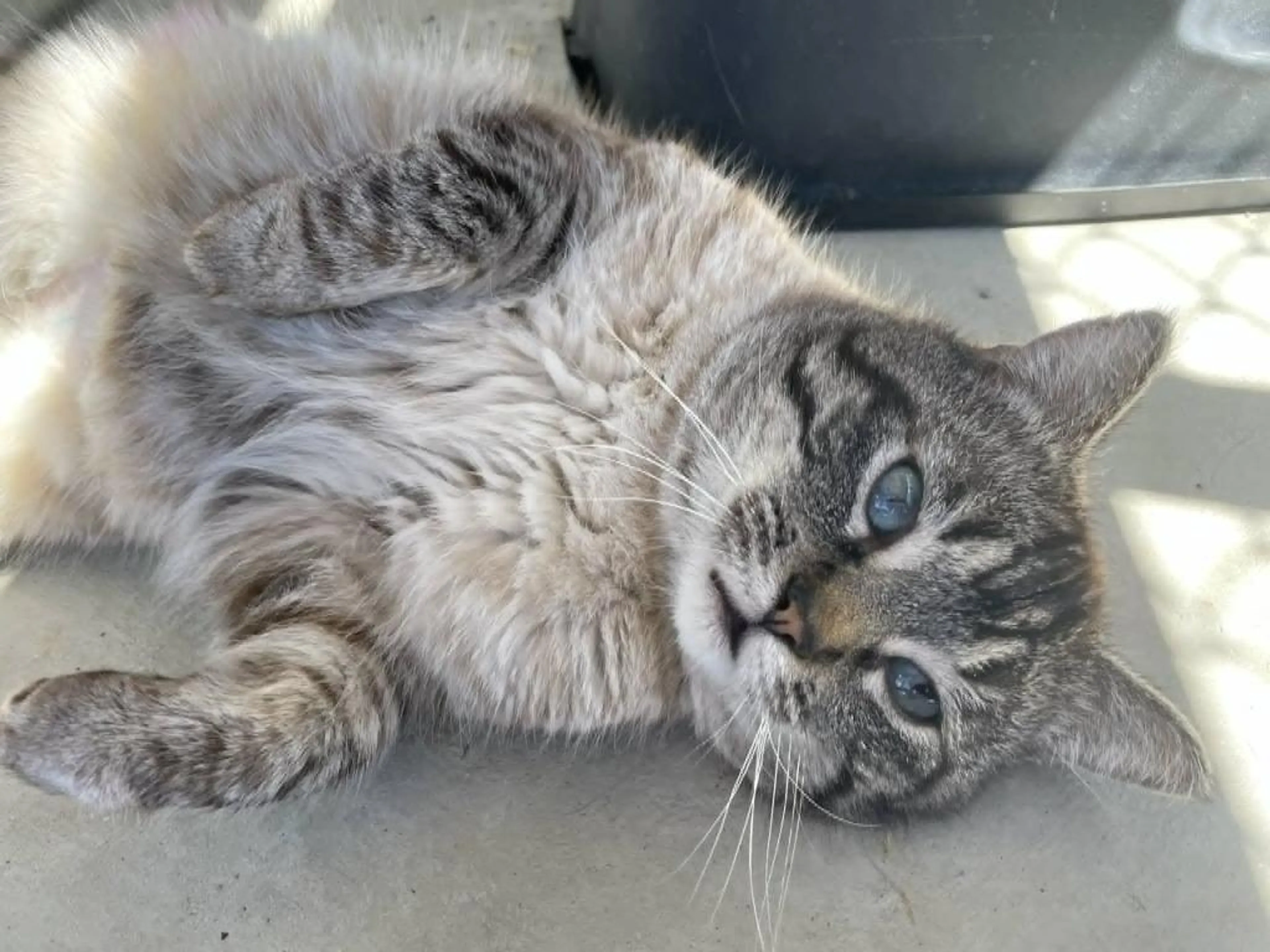 Found pet-2