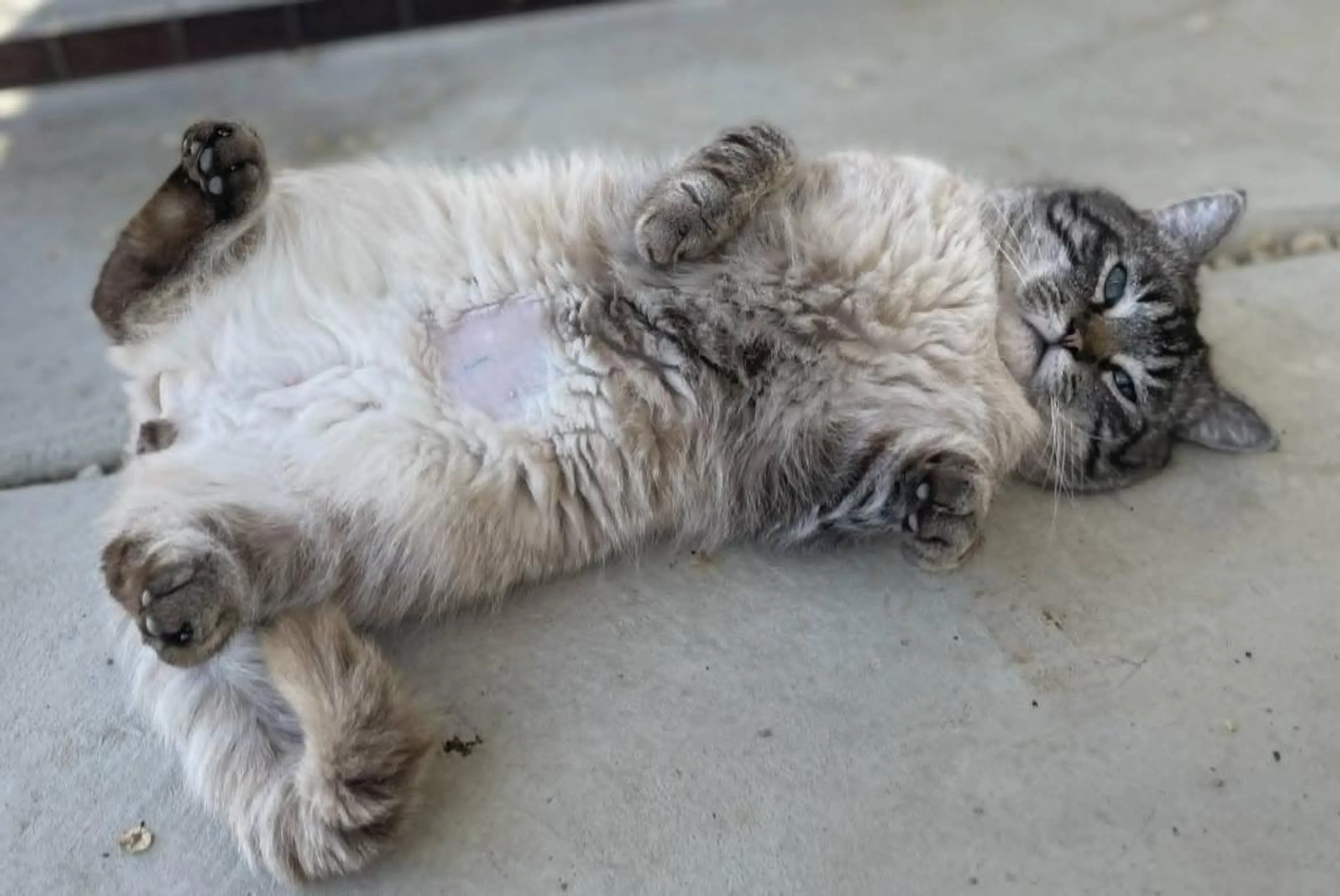 Found pet-1