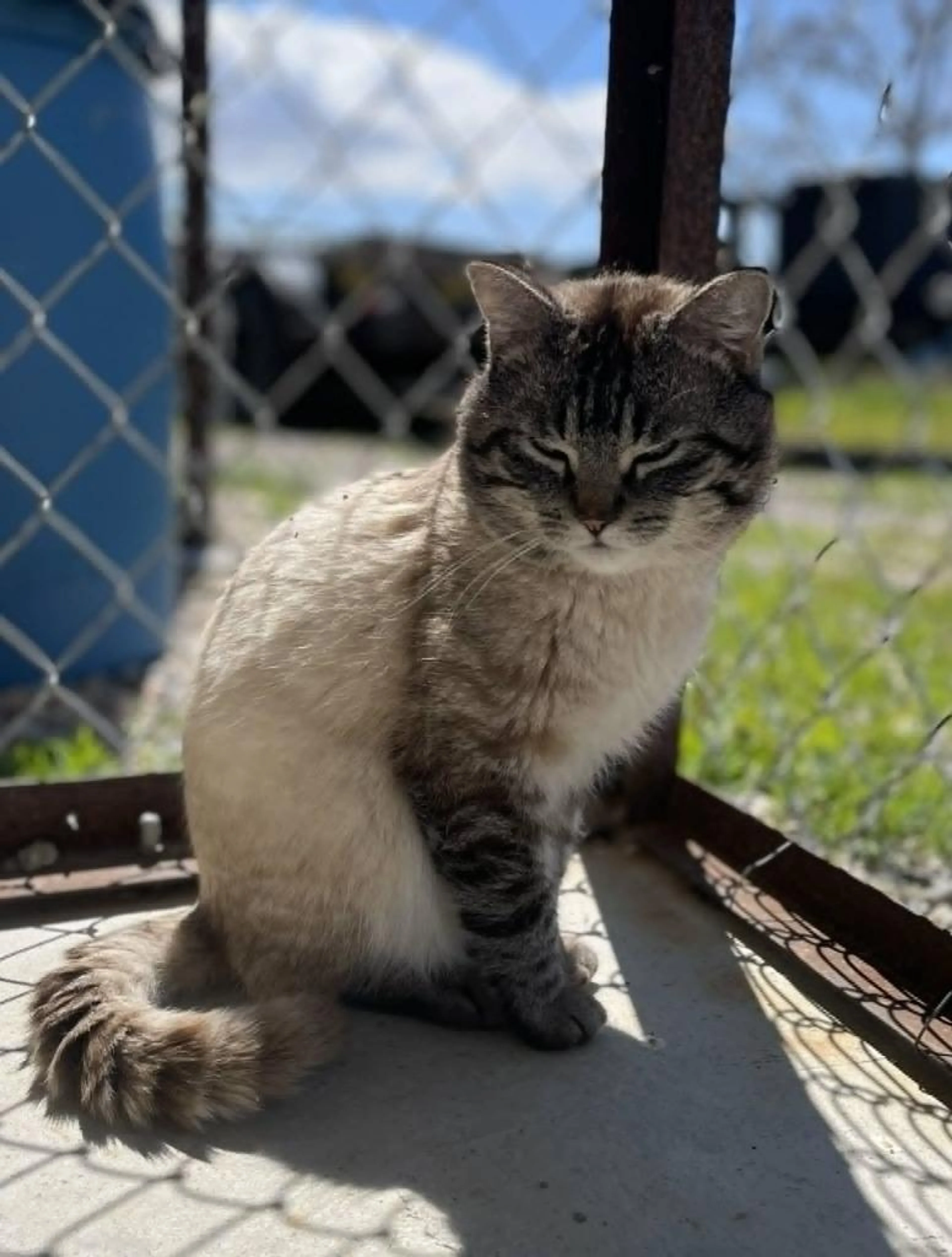 Found pet-0
