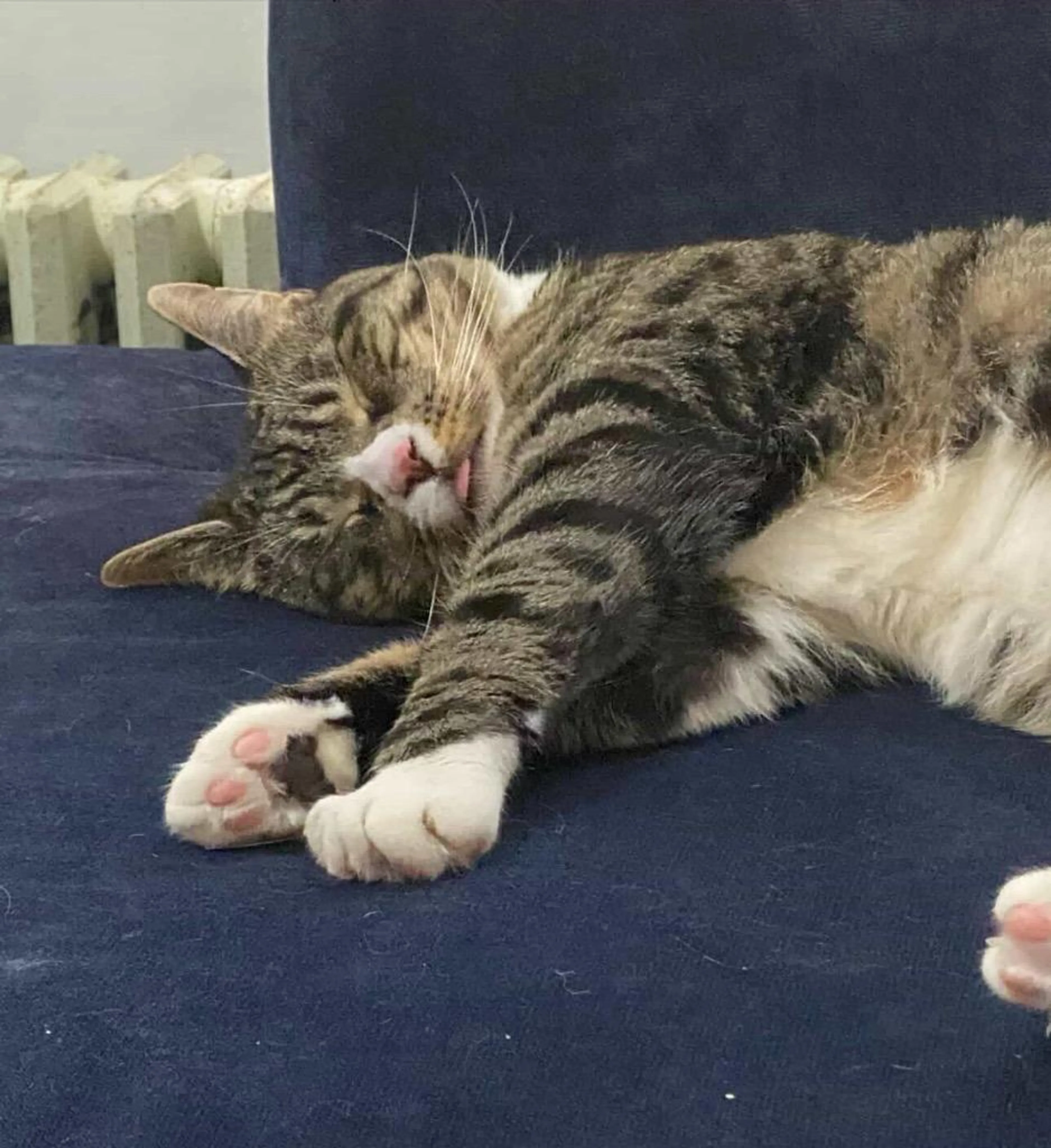 Found pet-0