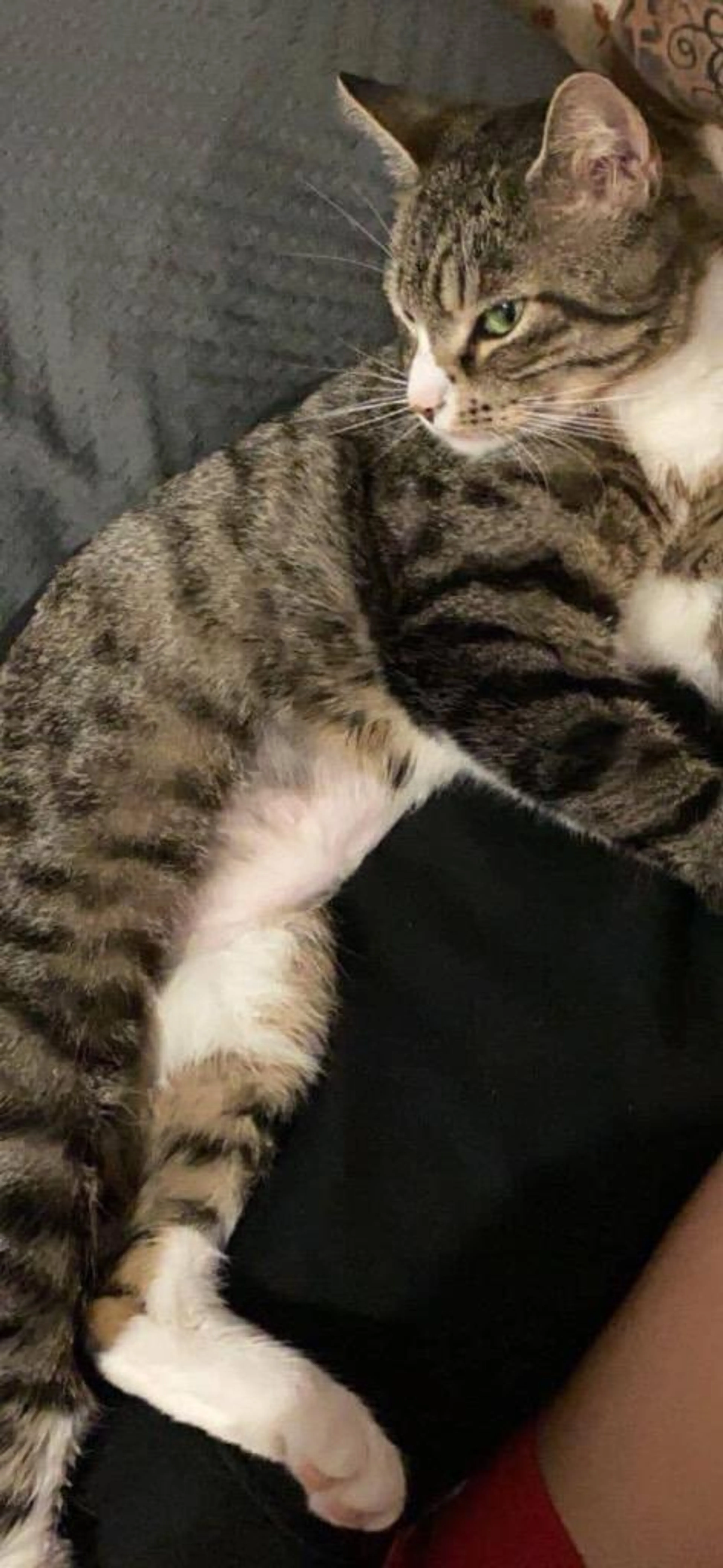 Found pet-2