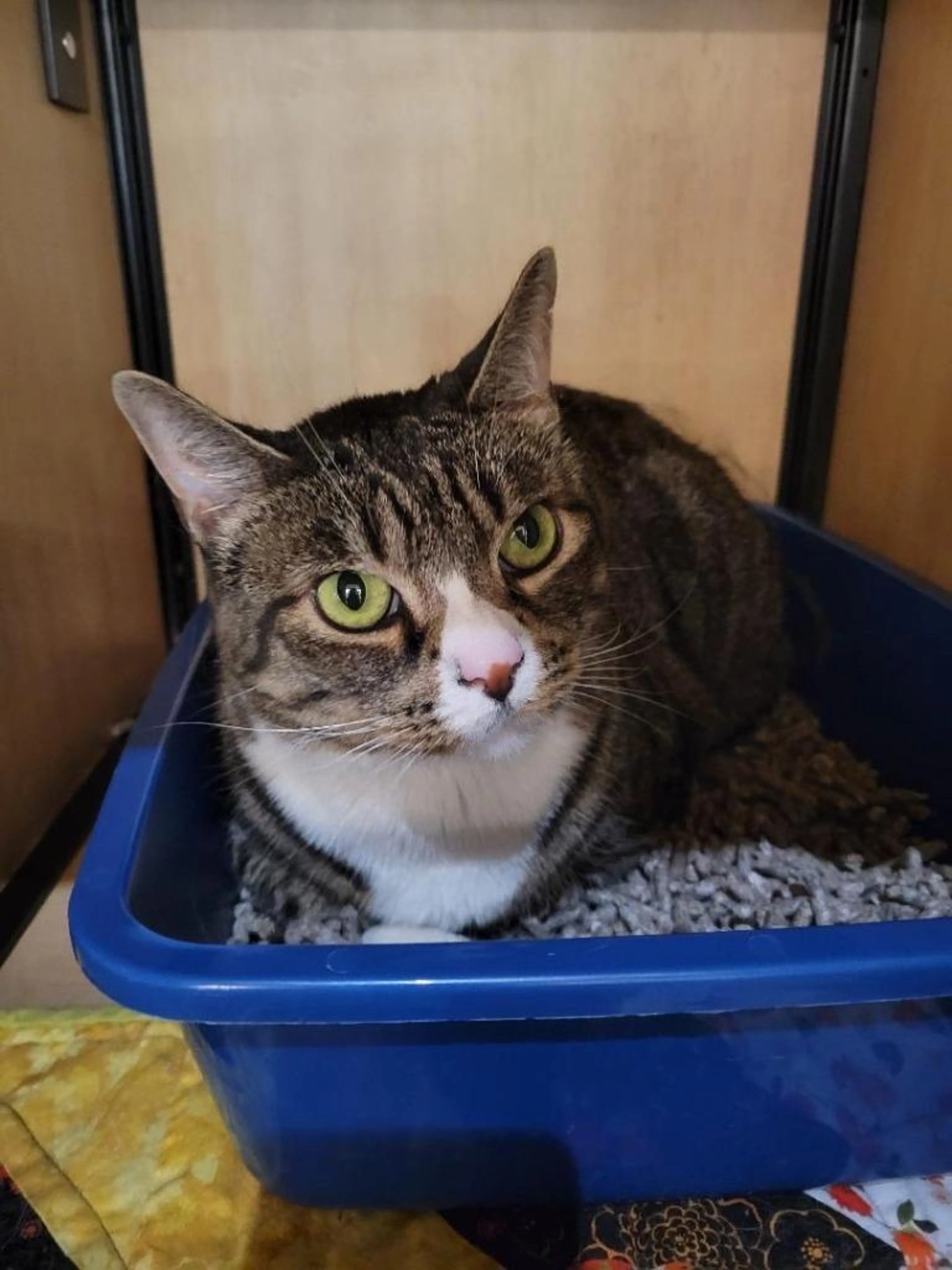 Found pet-1