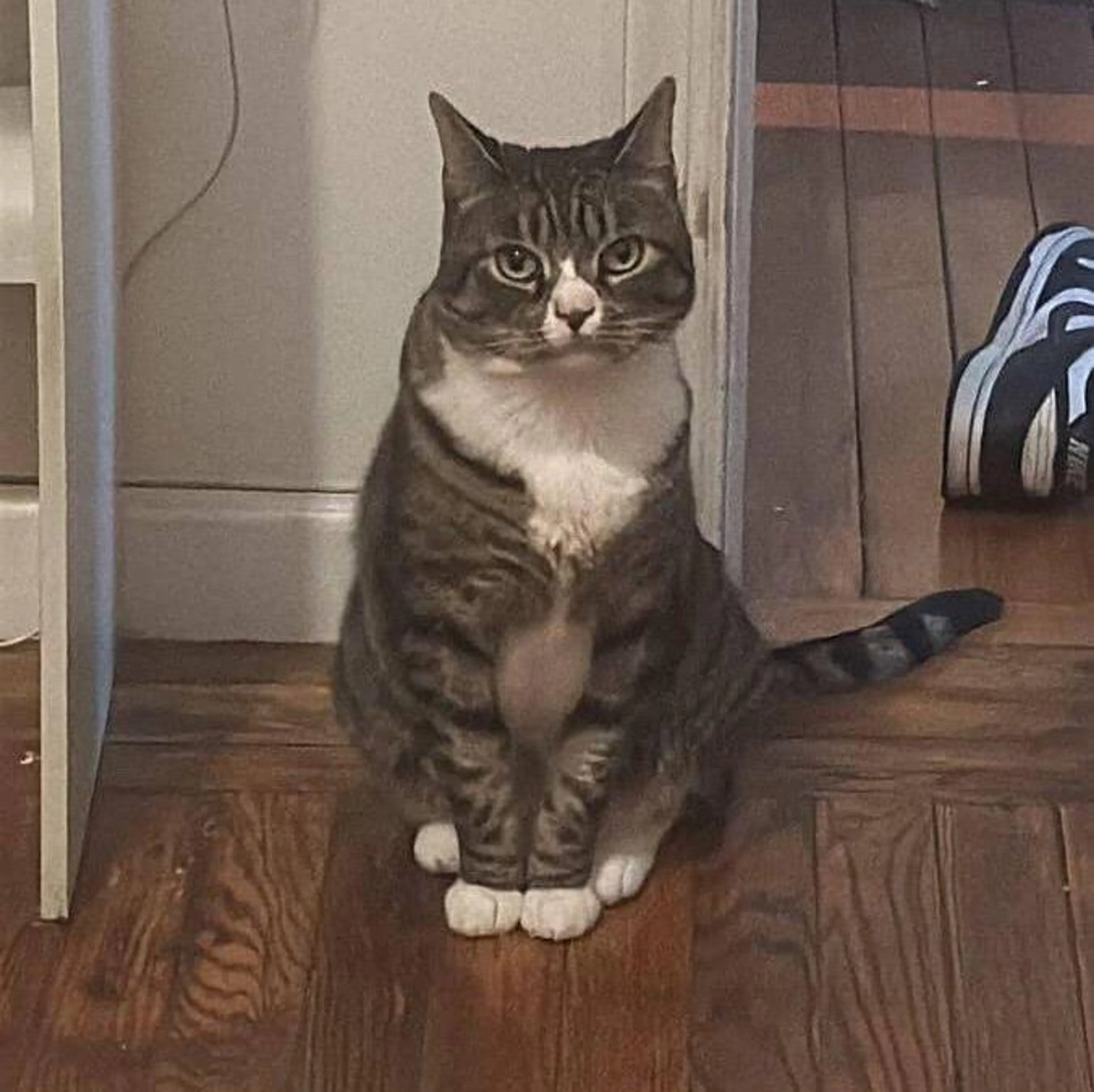 Found pet-4