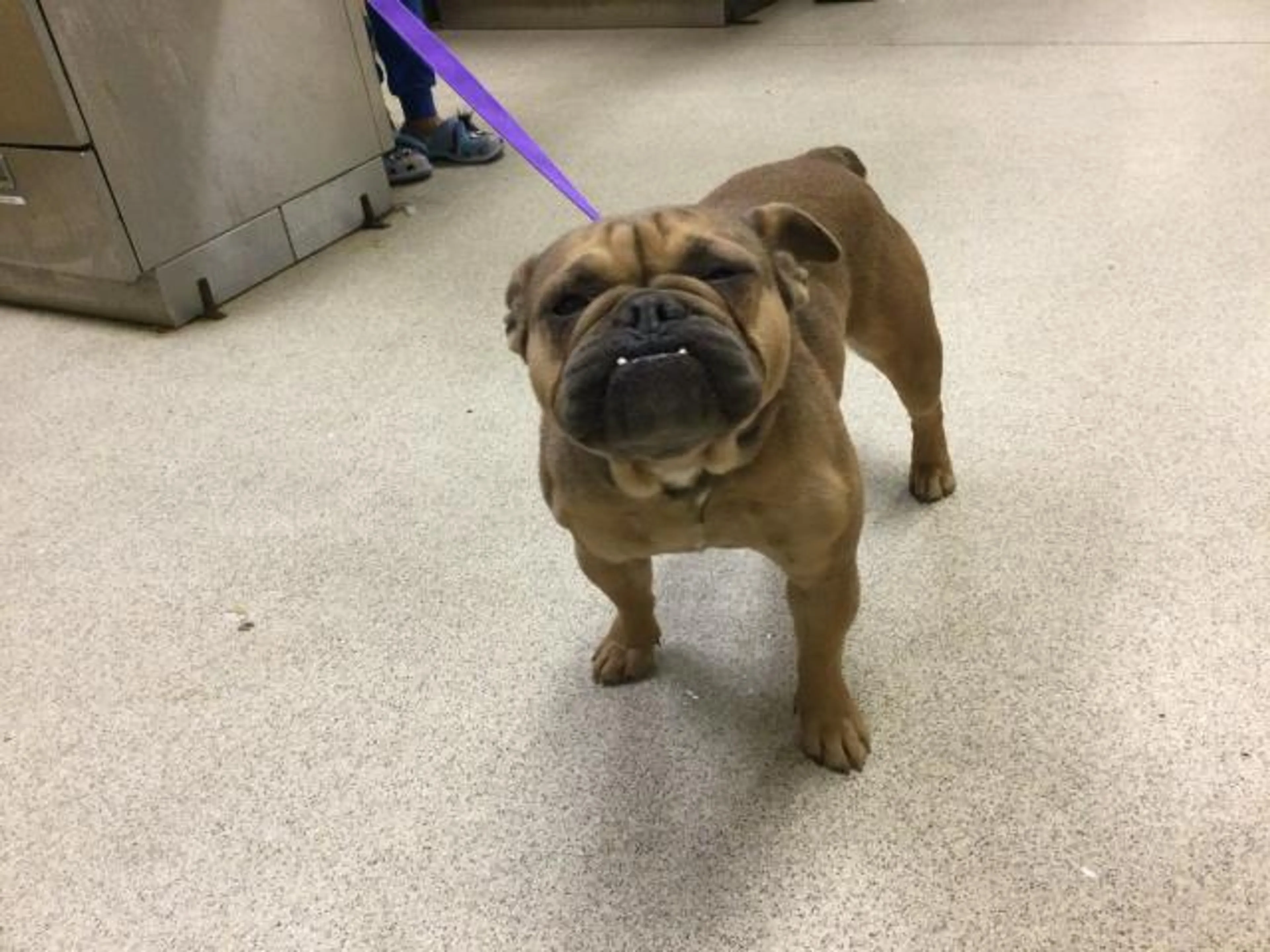 Found pet