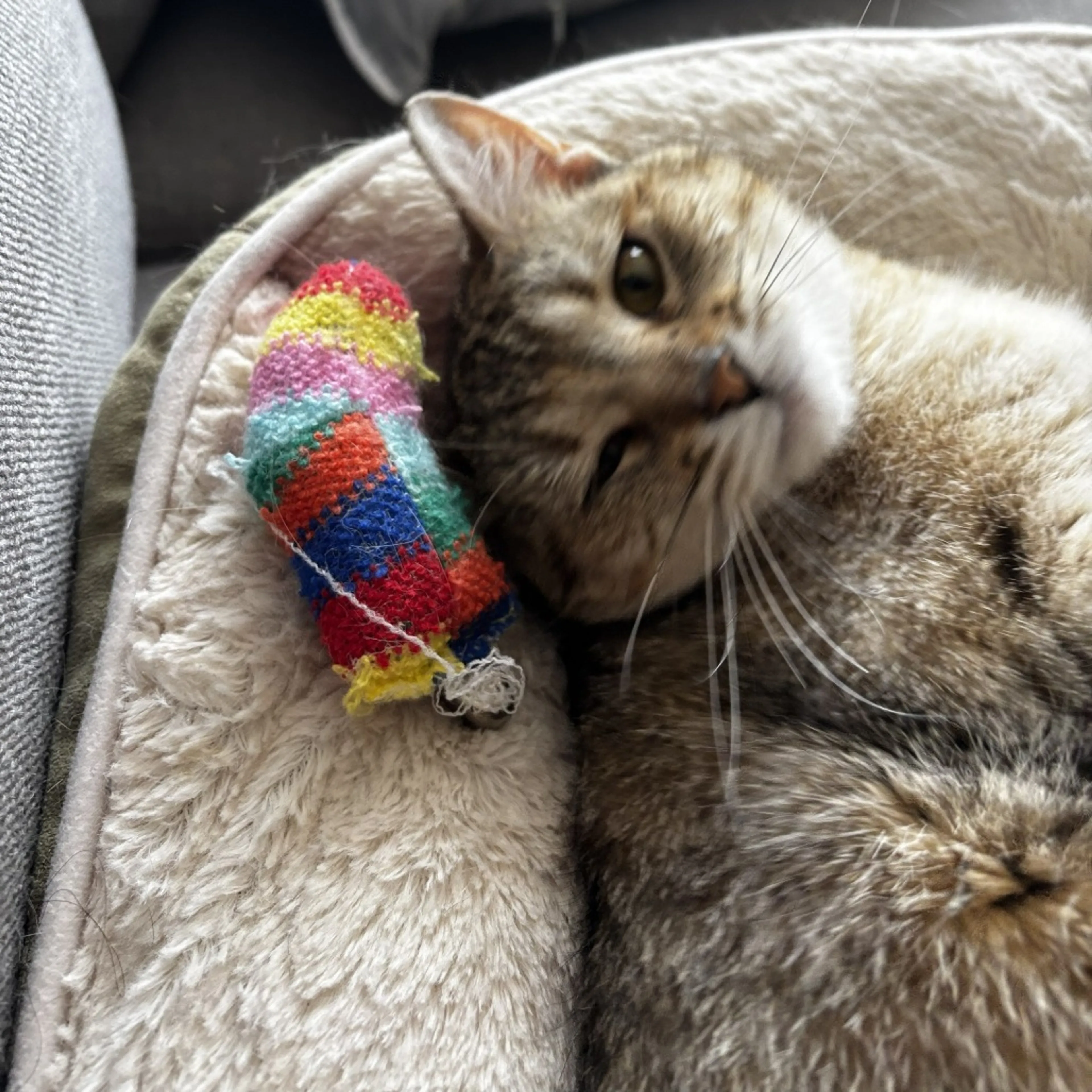 Found pet-4