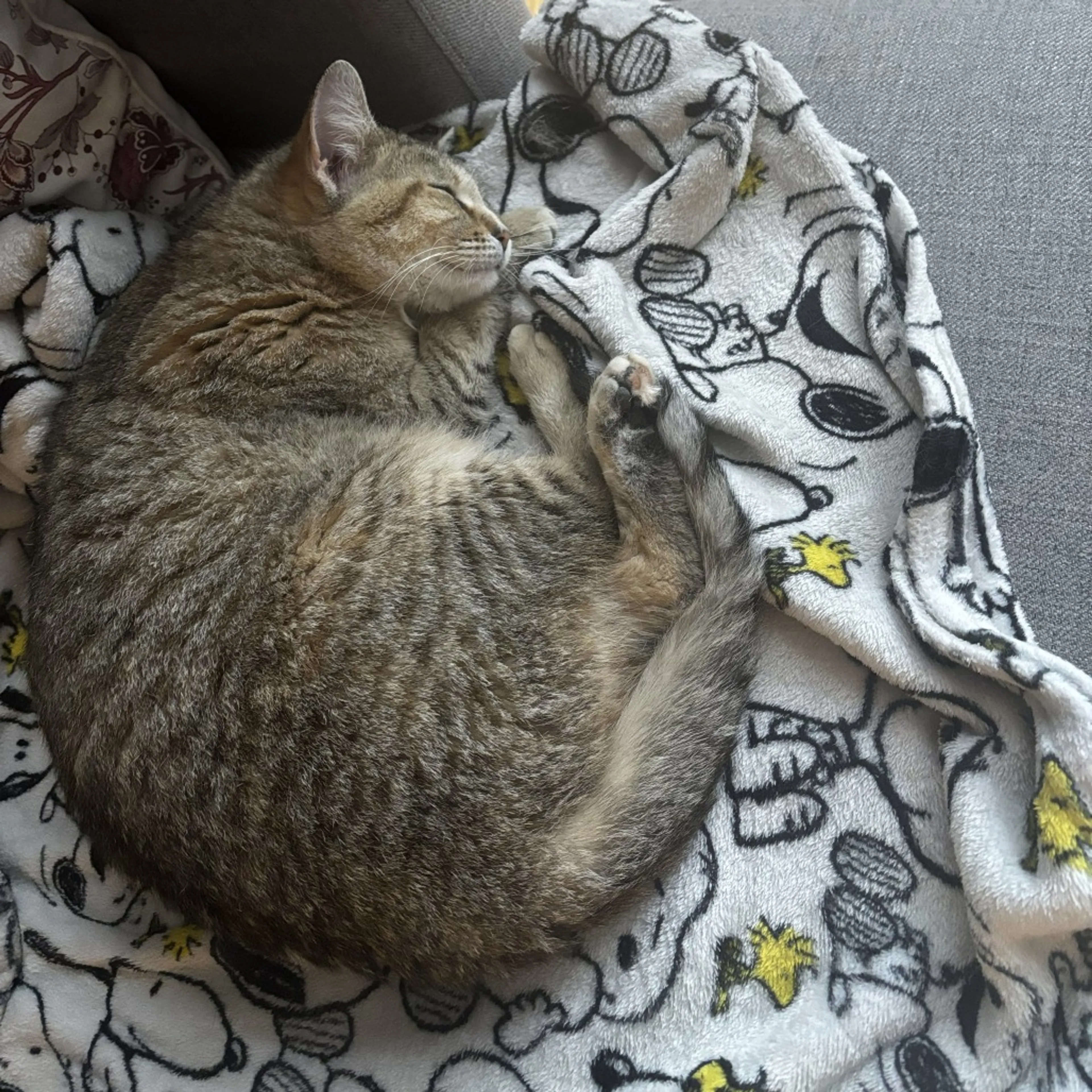 Found pet-3
