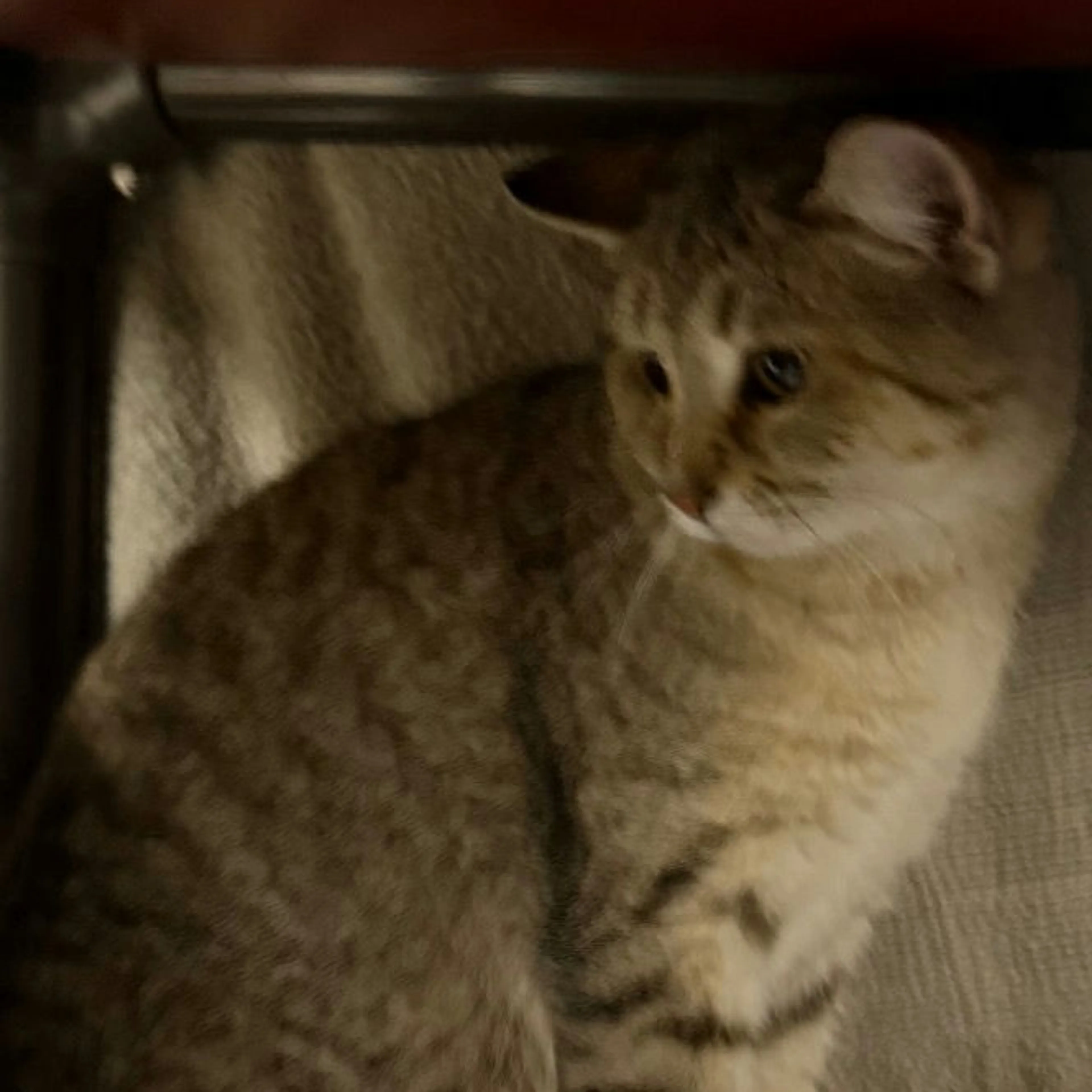 Found pet-1