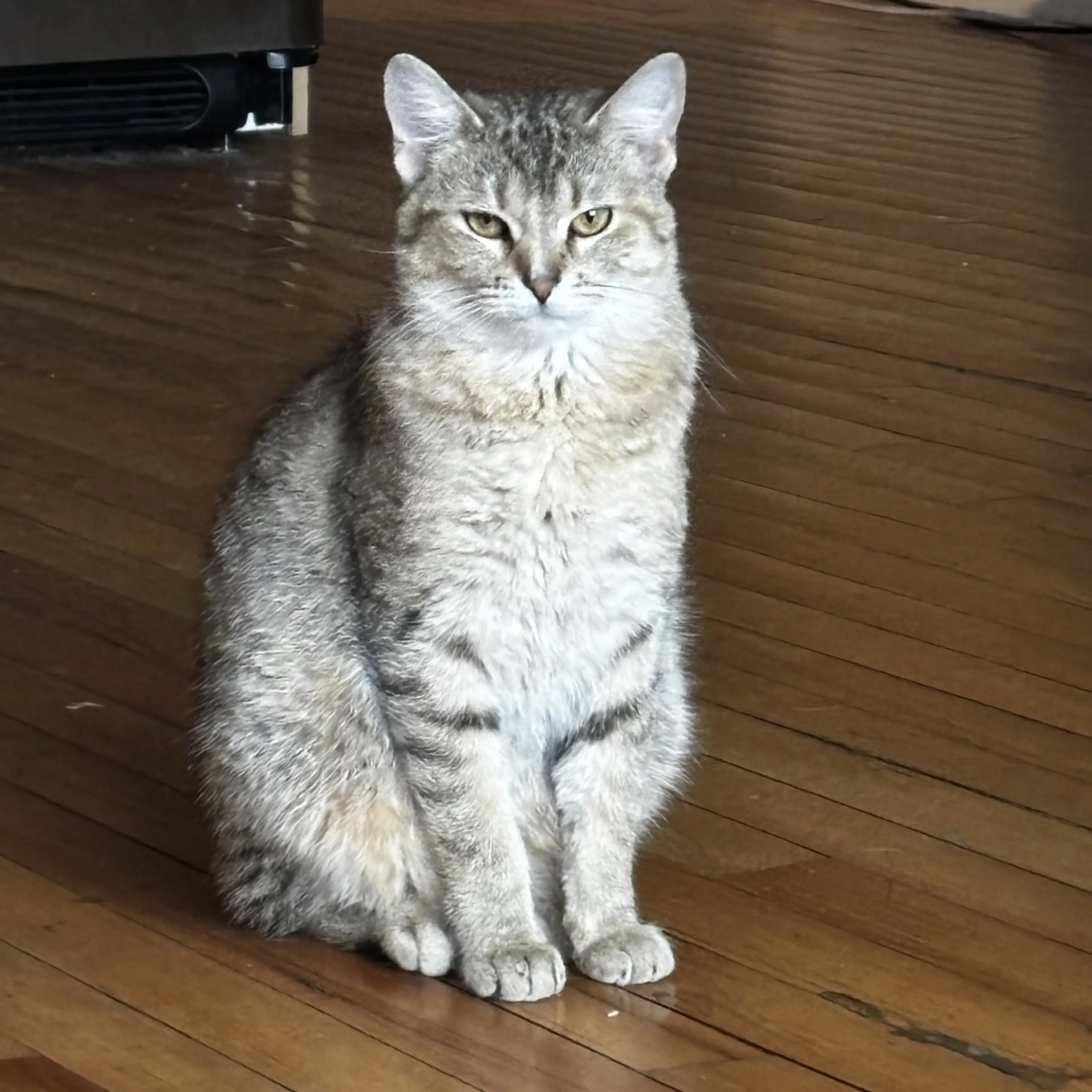 Found pet-0