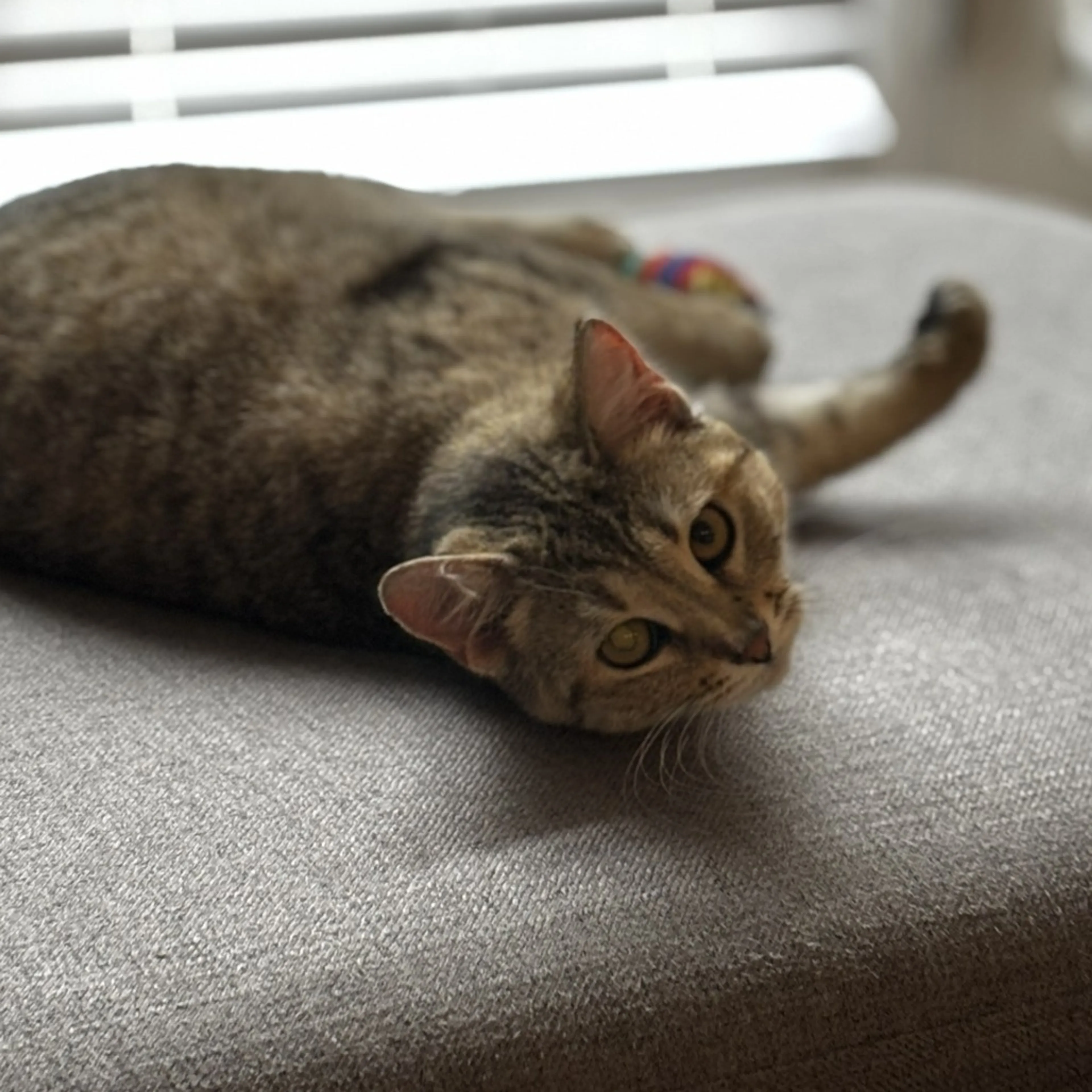 Found pet-2