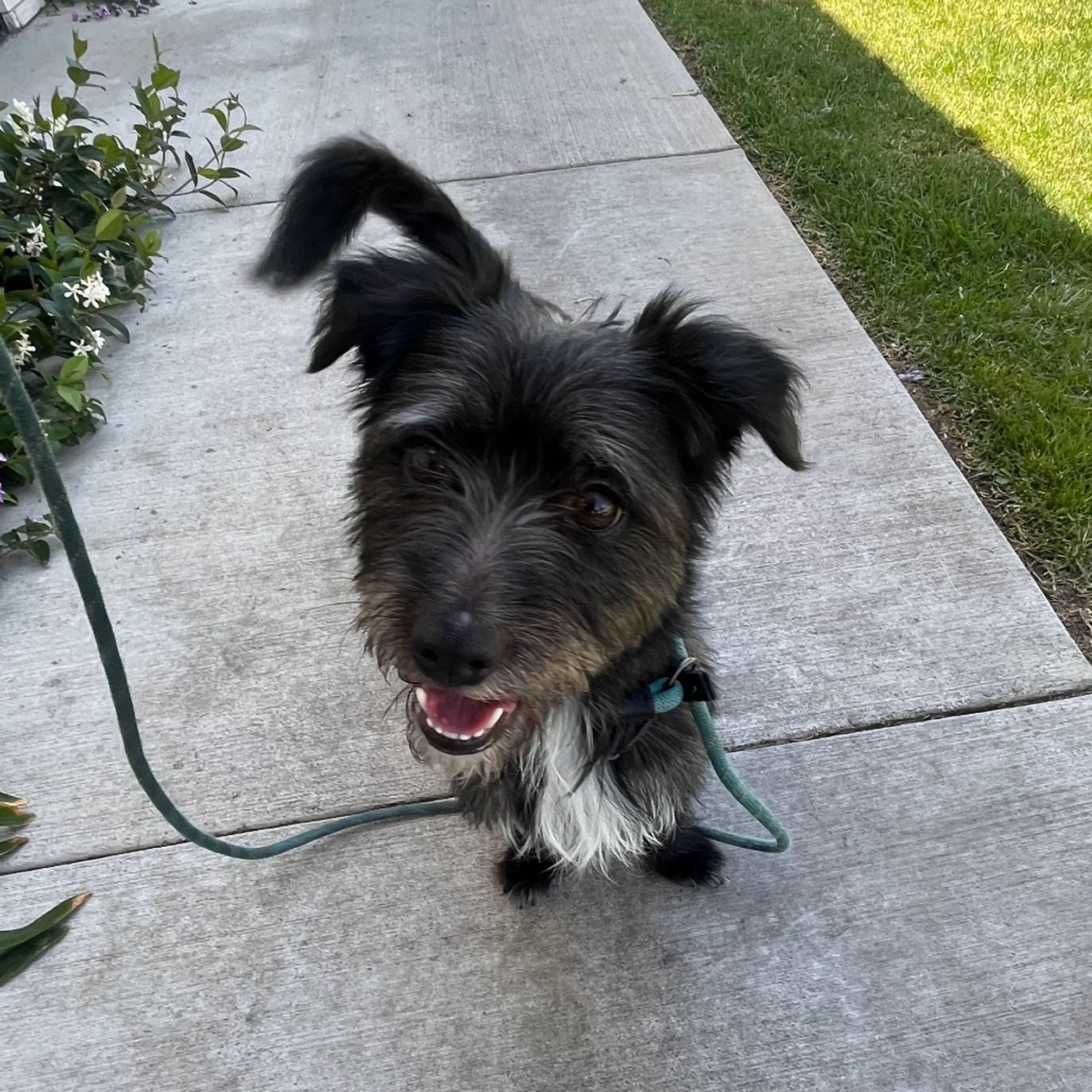 Found pet-6