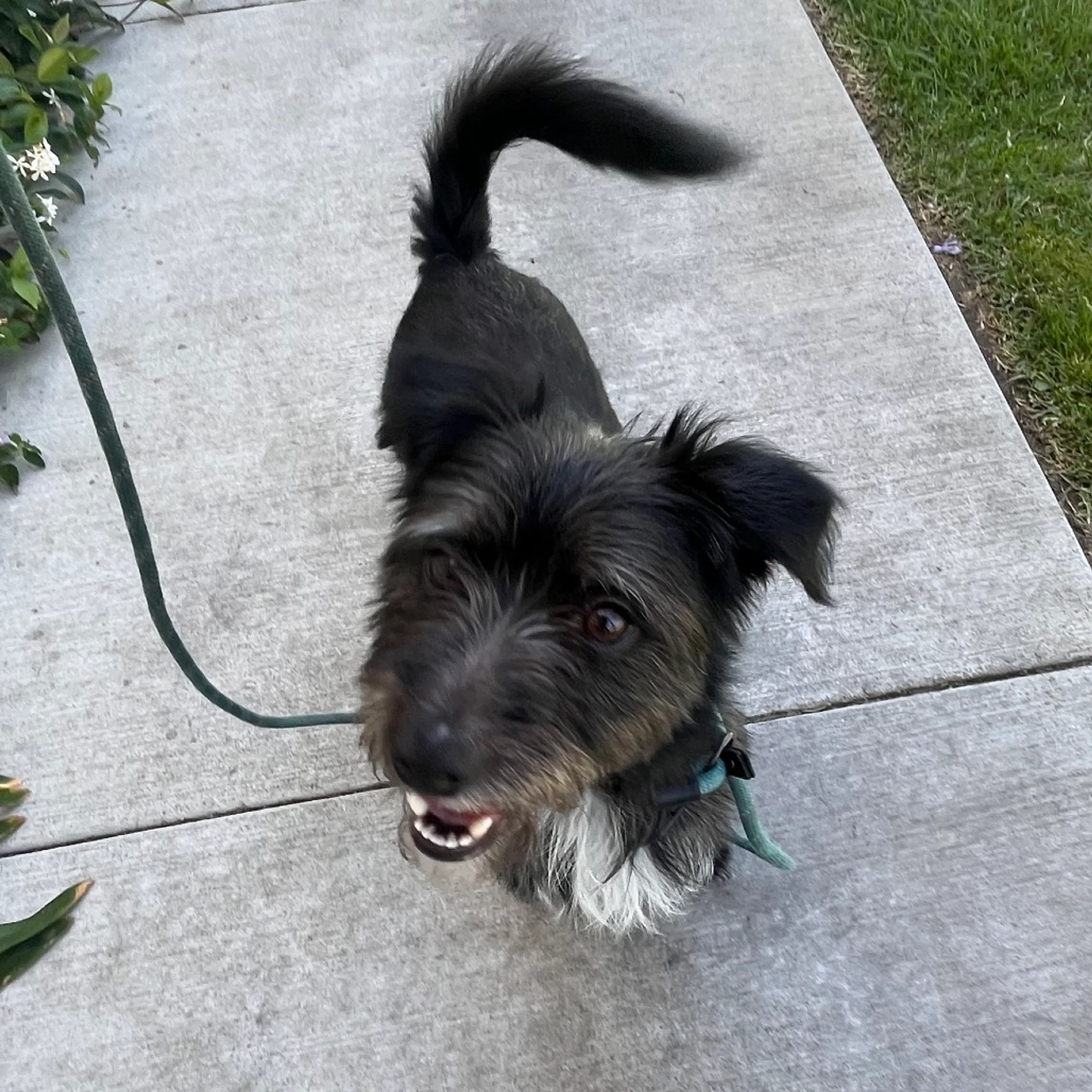 Found pet-10