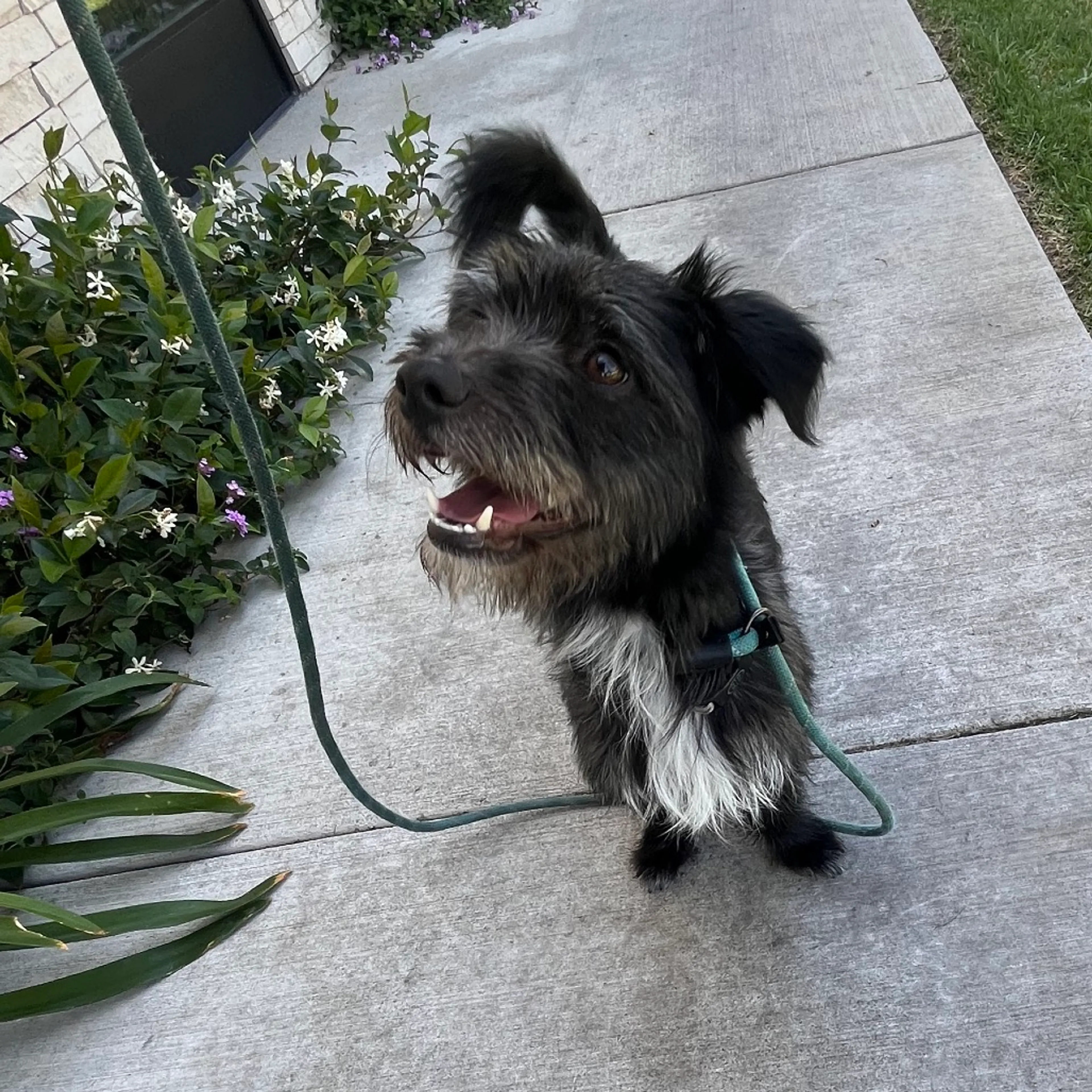 Found pet-9