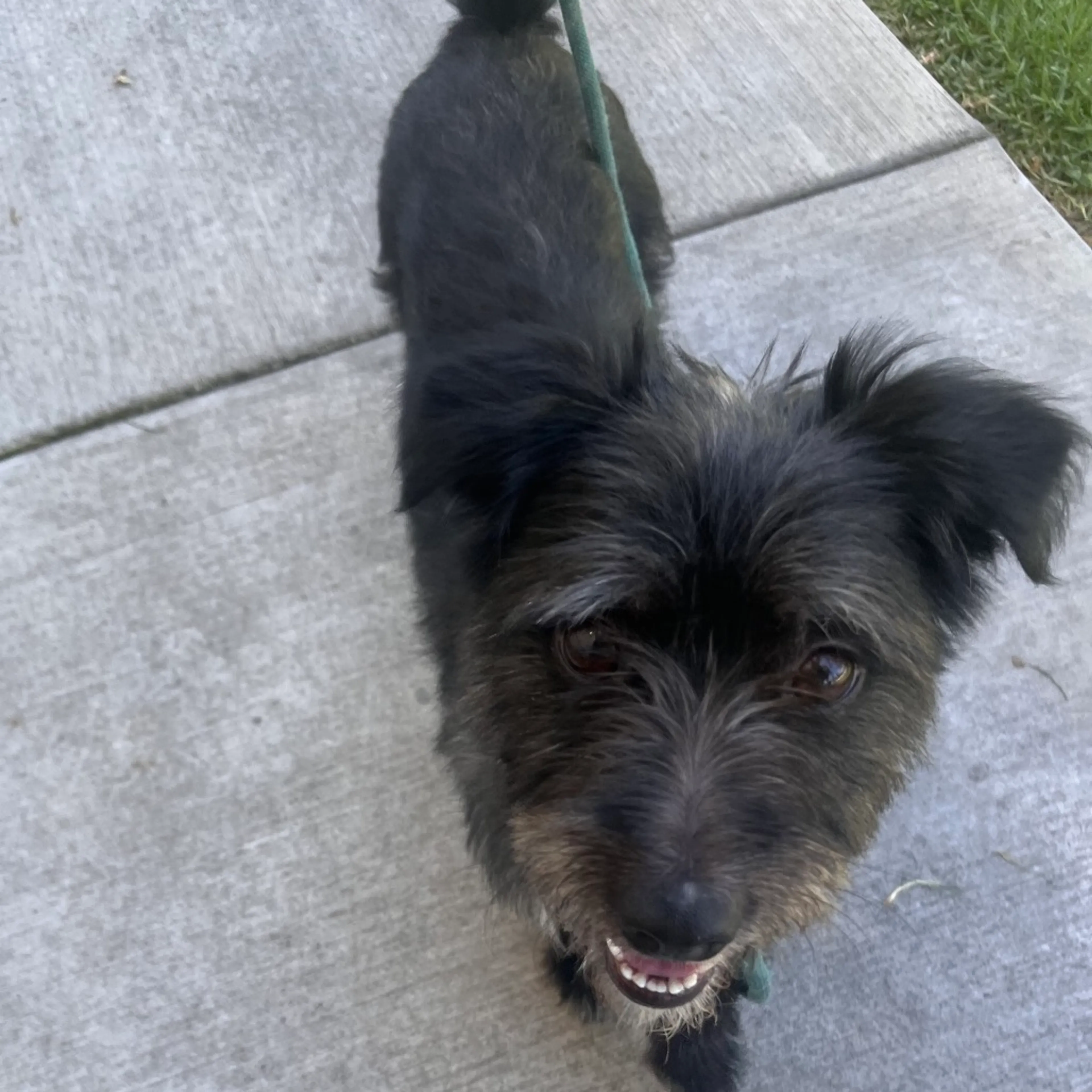 Found pet-7