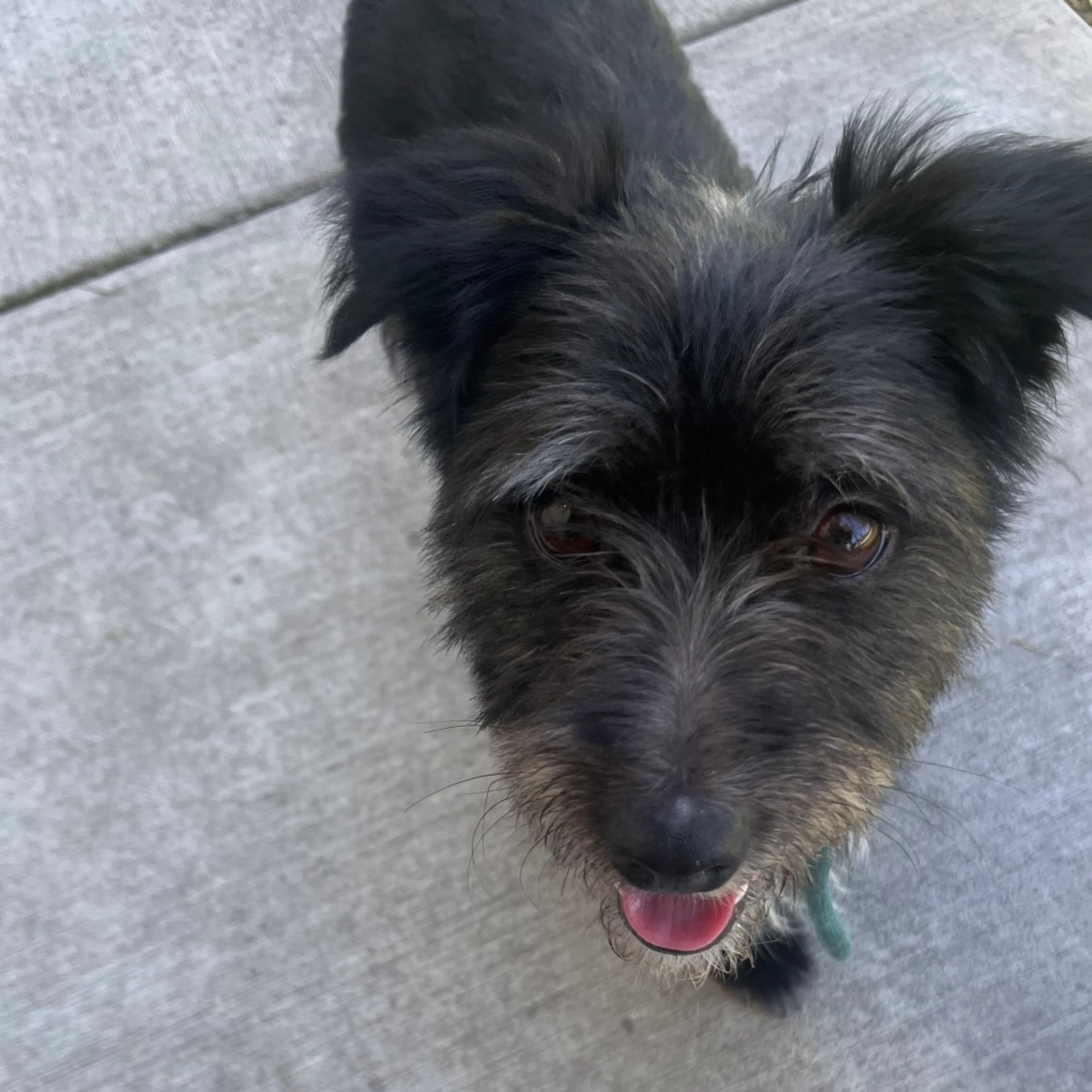 Found pet-8