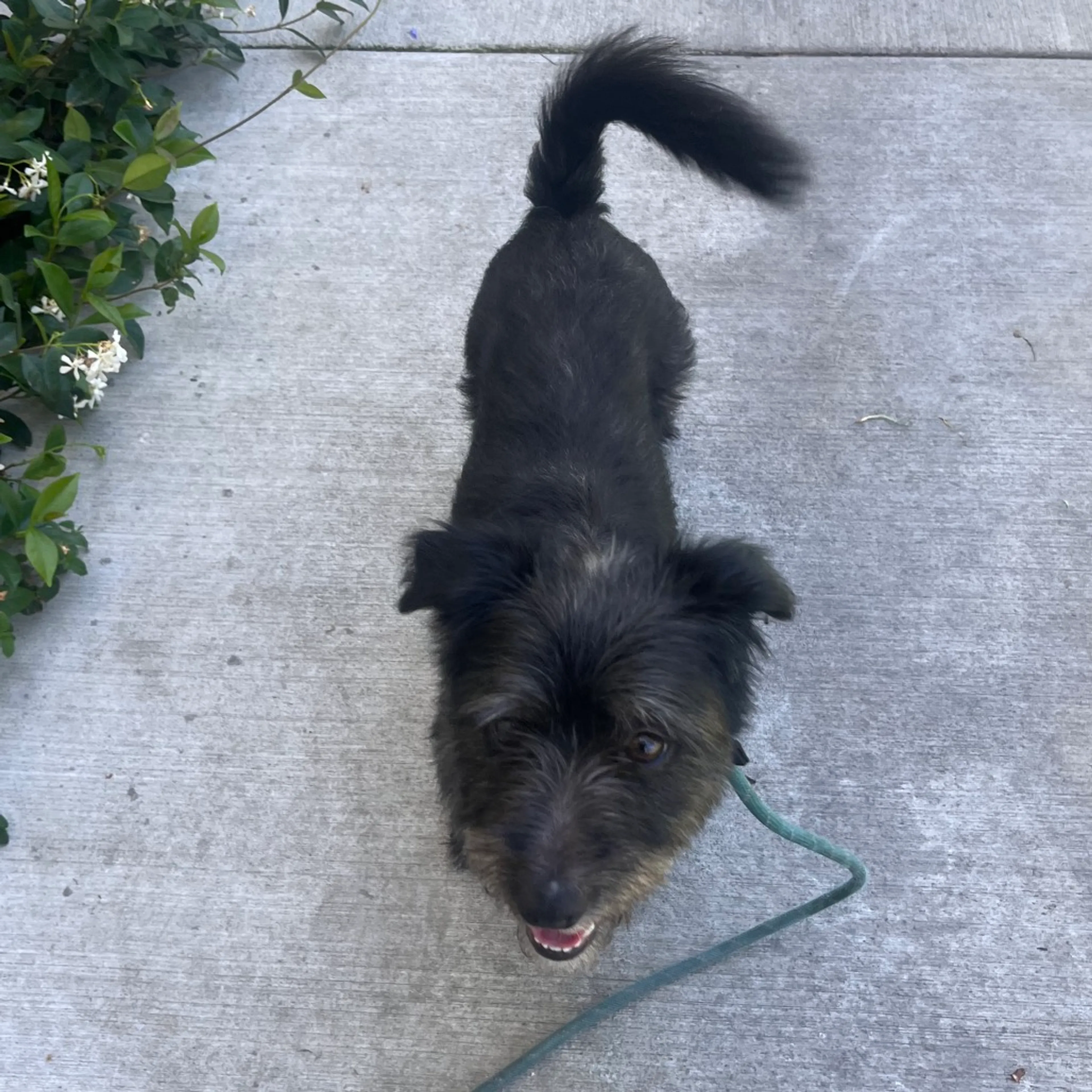 Found pet-5