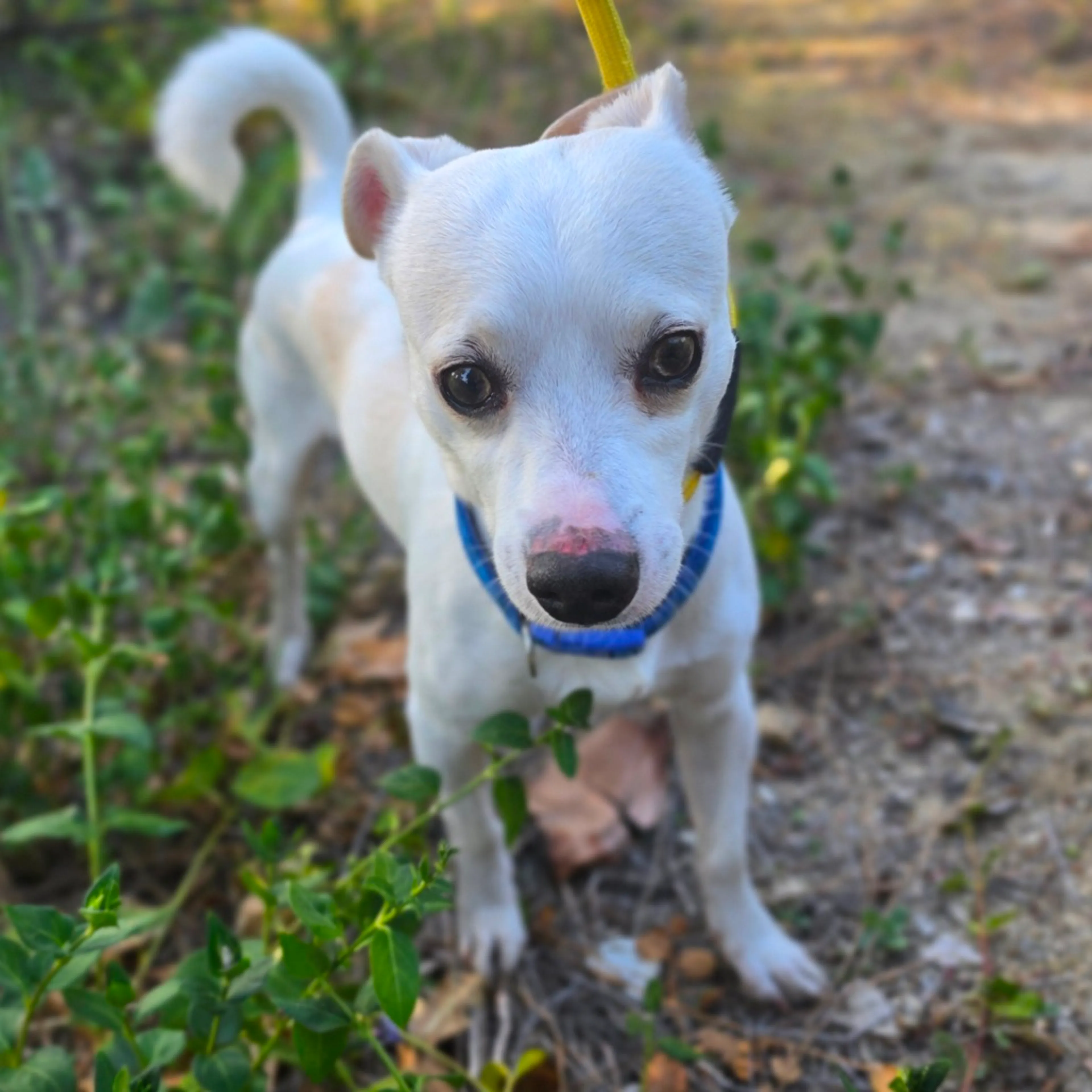 Found pet-6