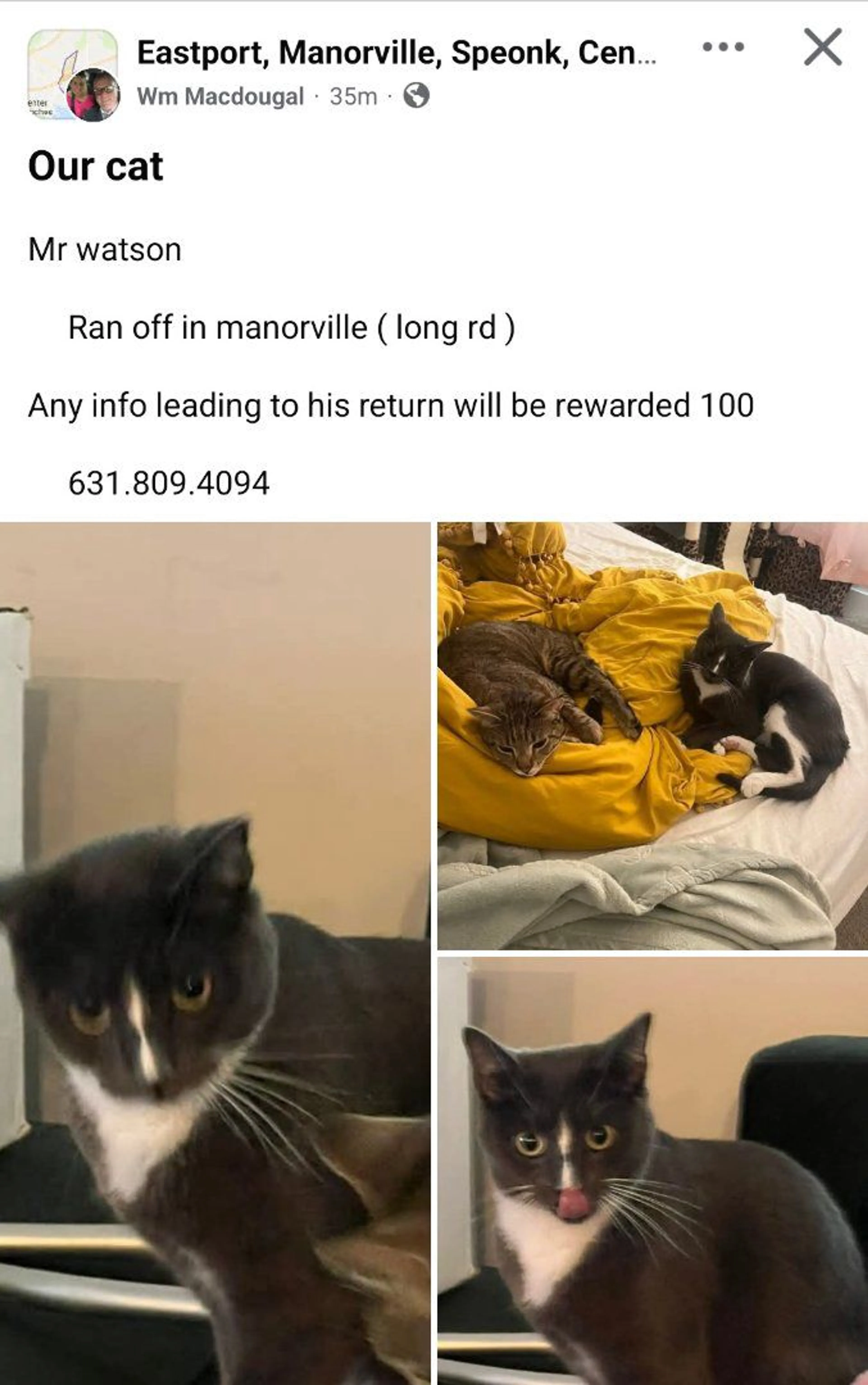 Lost pet