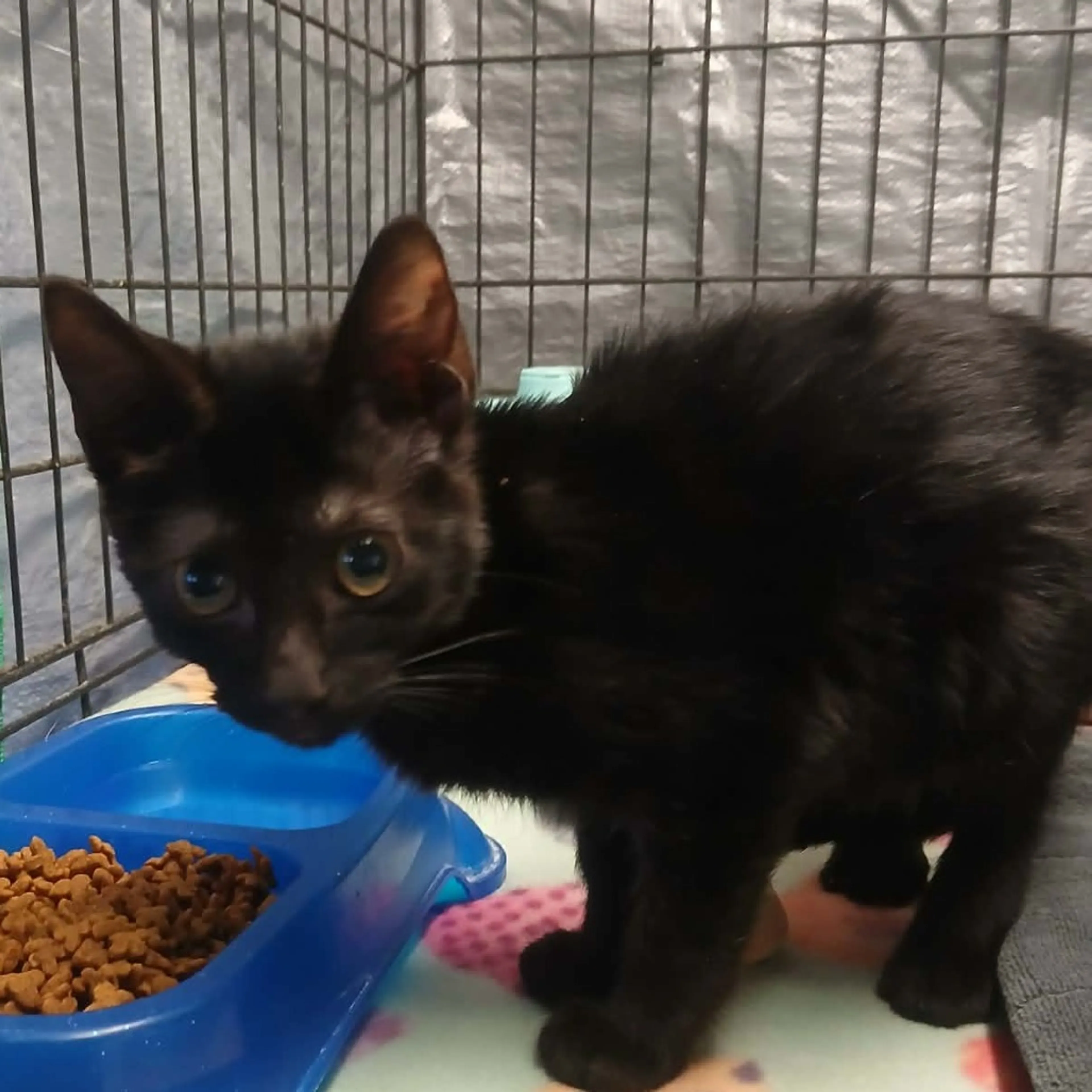 Found pet