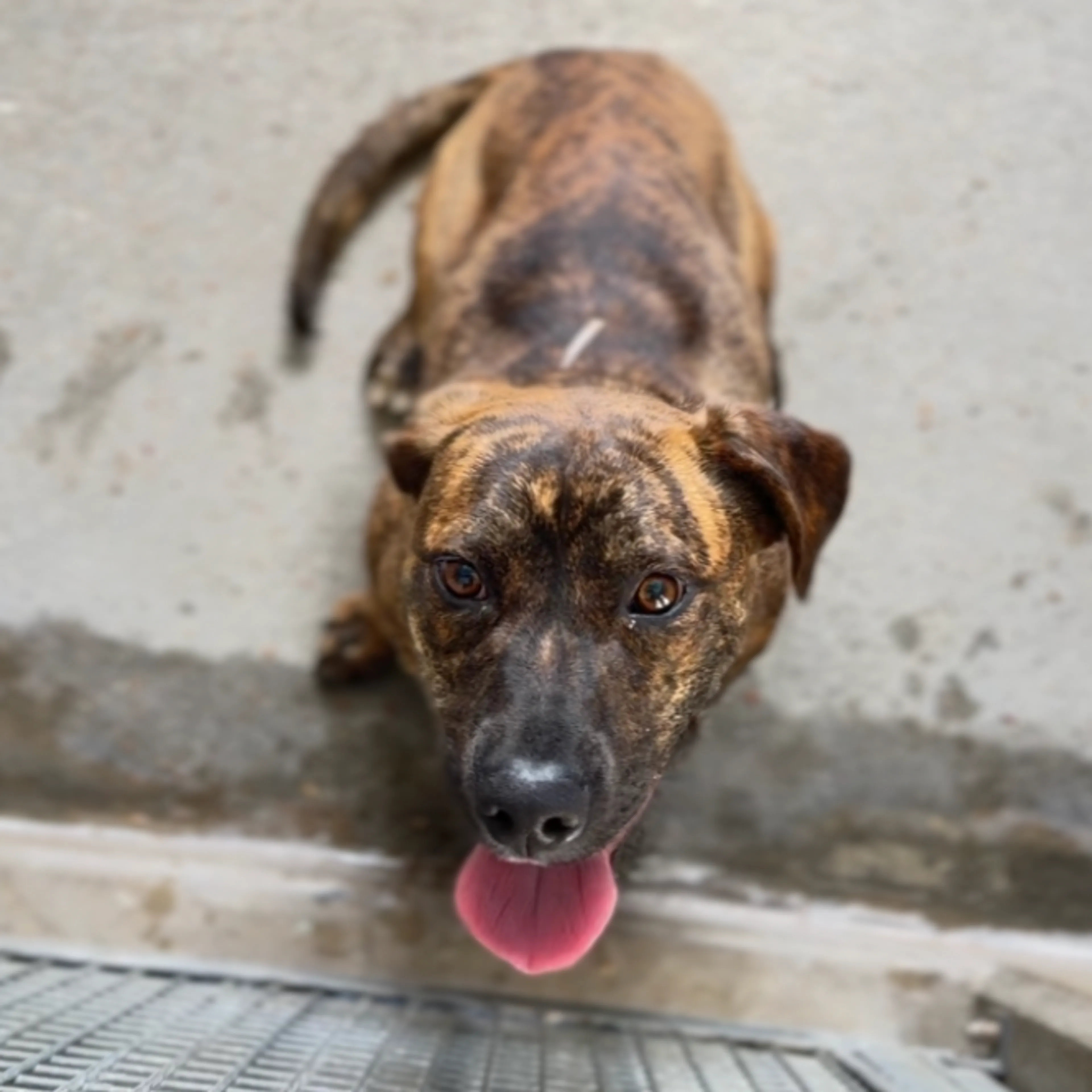 Found pet-2