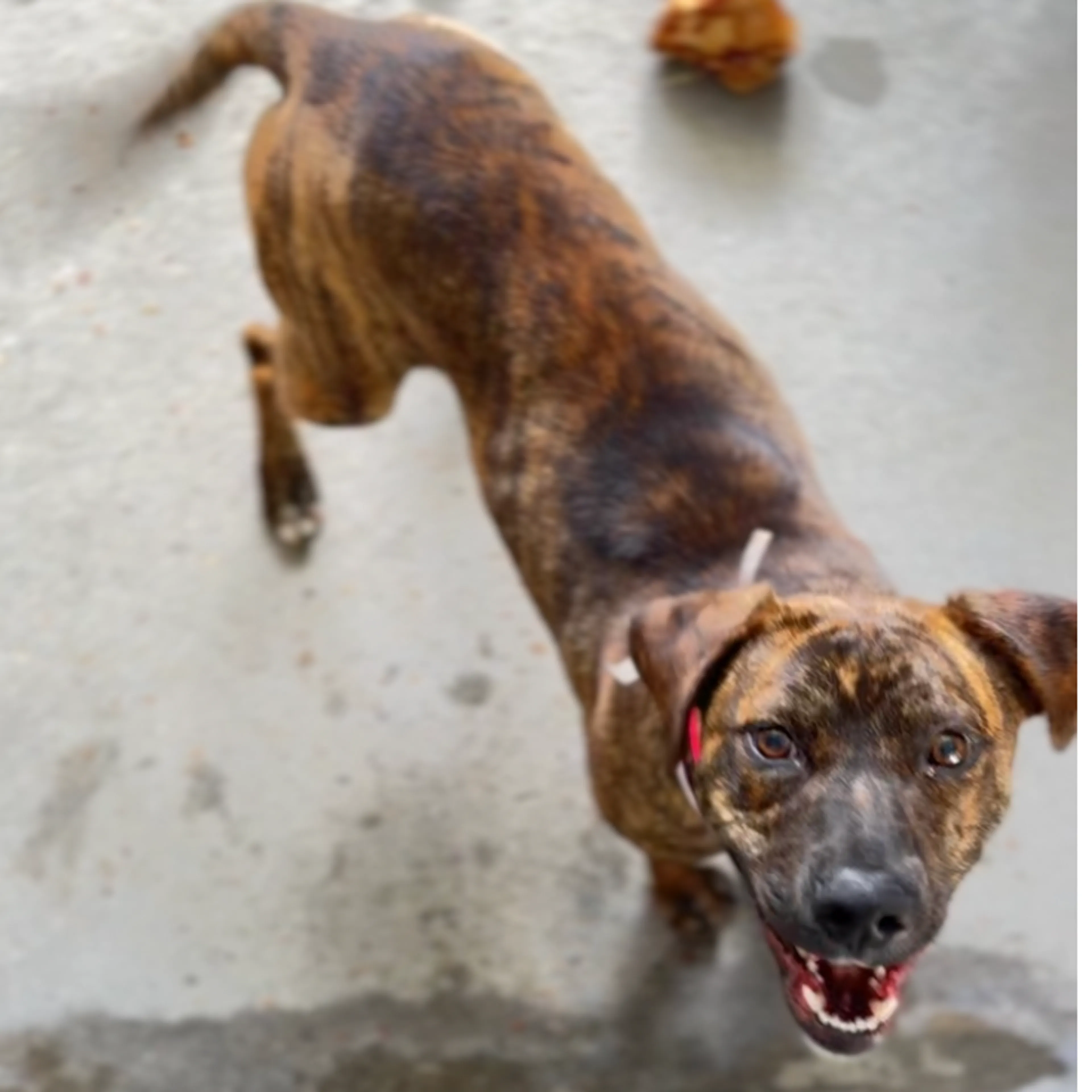 Found pet-4