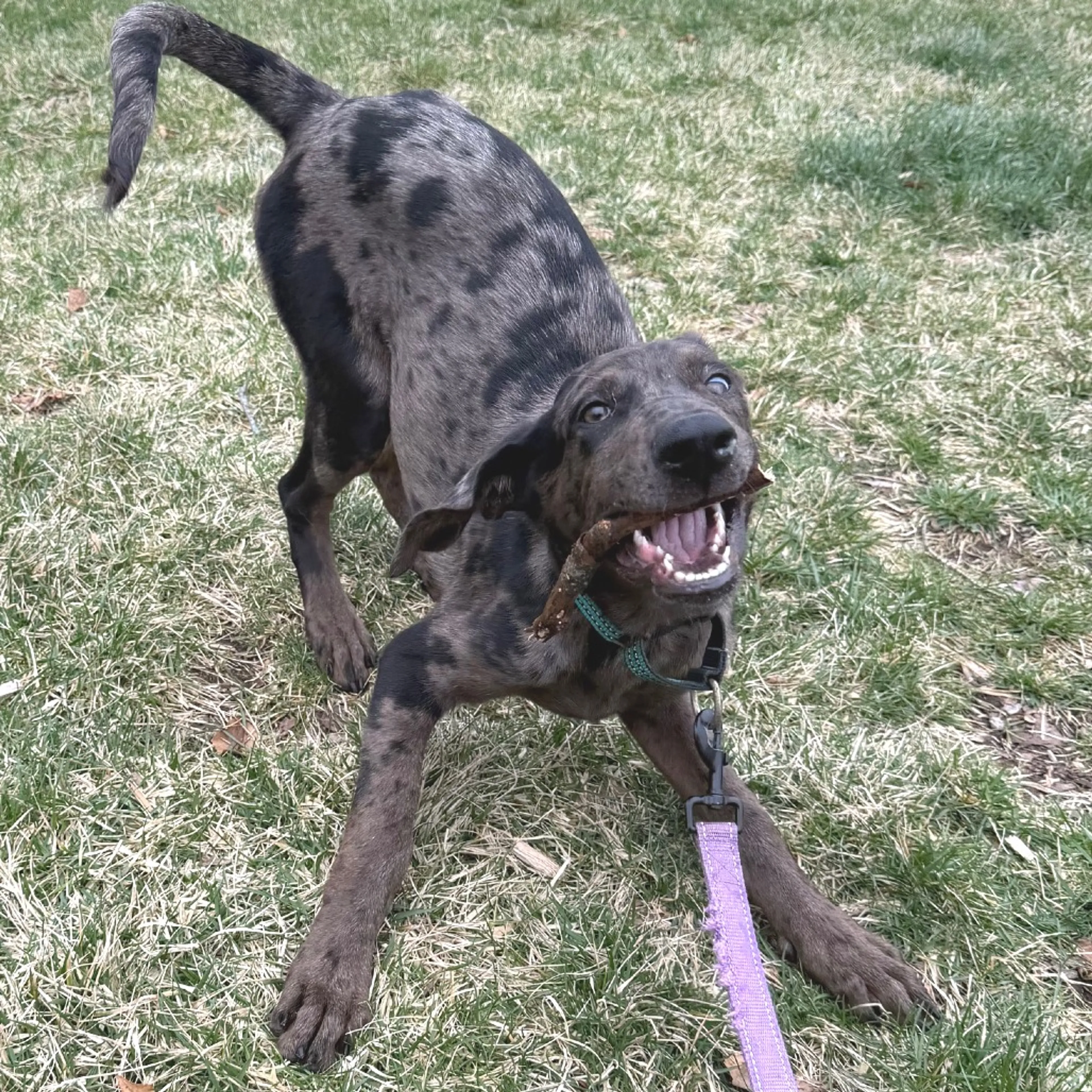 Found pet-4