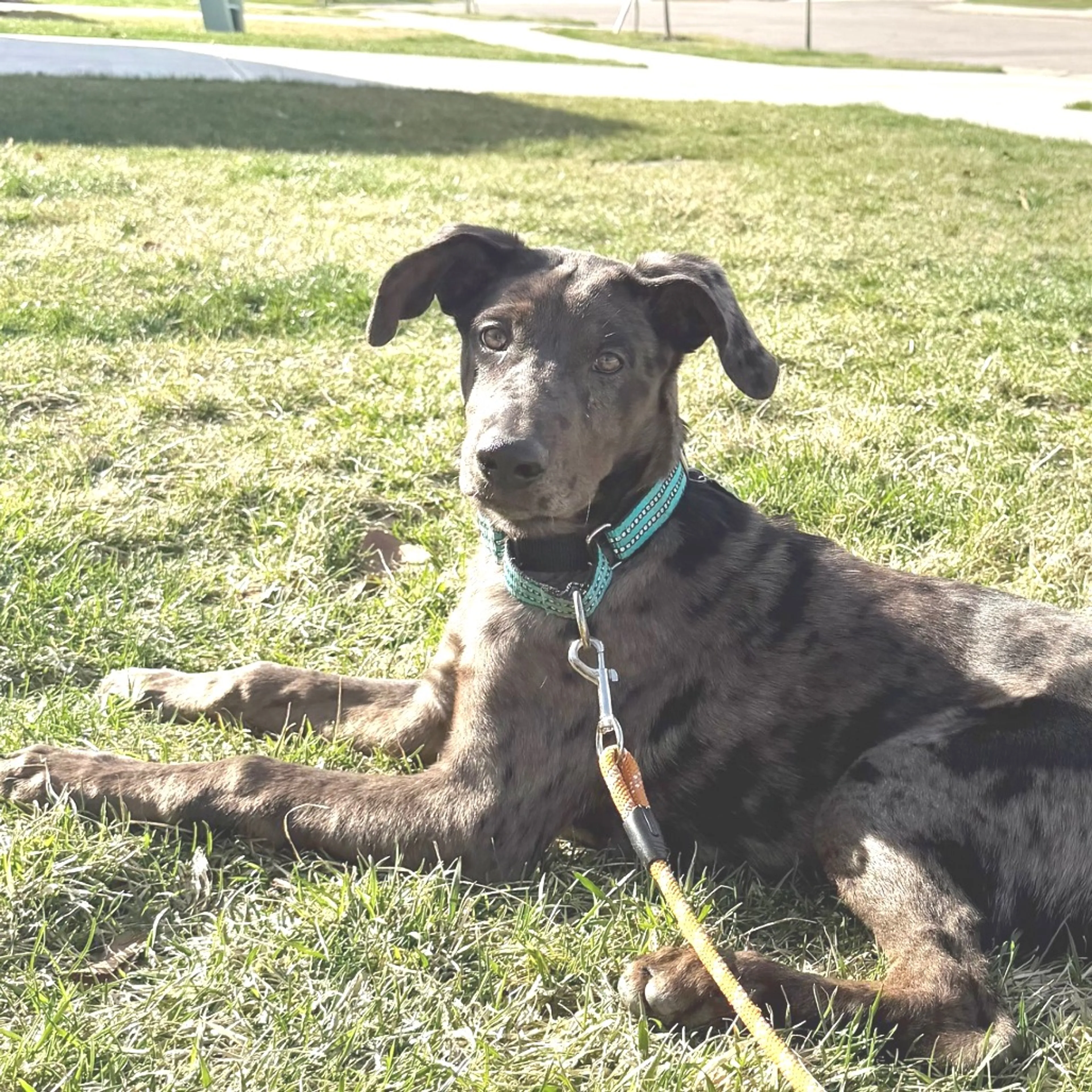 Found pet-4
