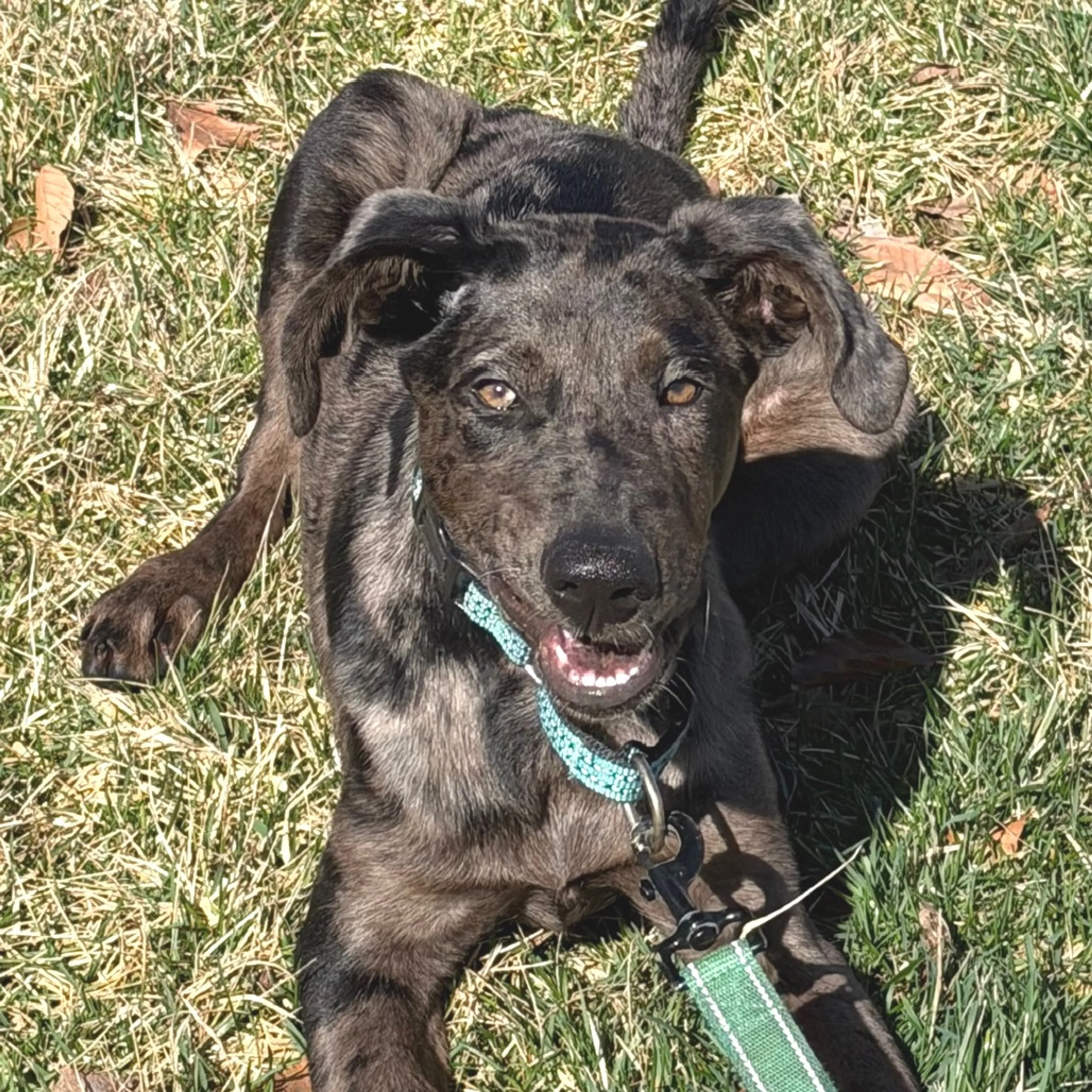 Found pet-2