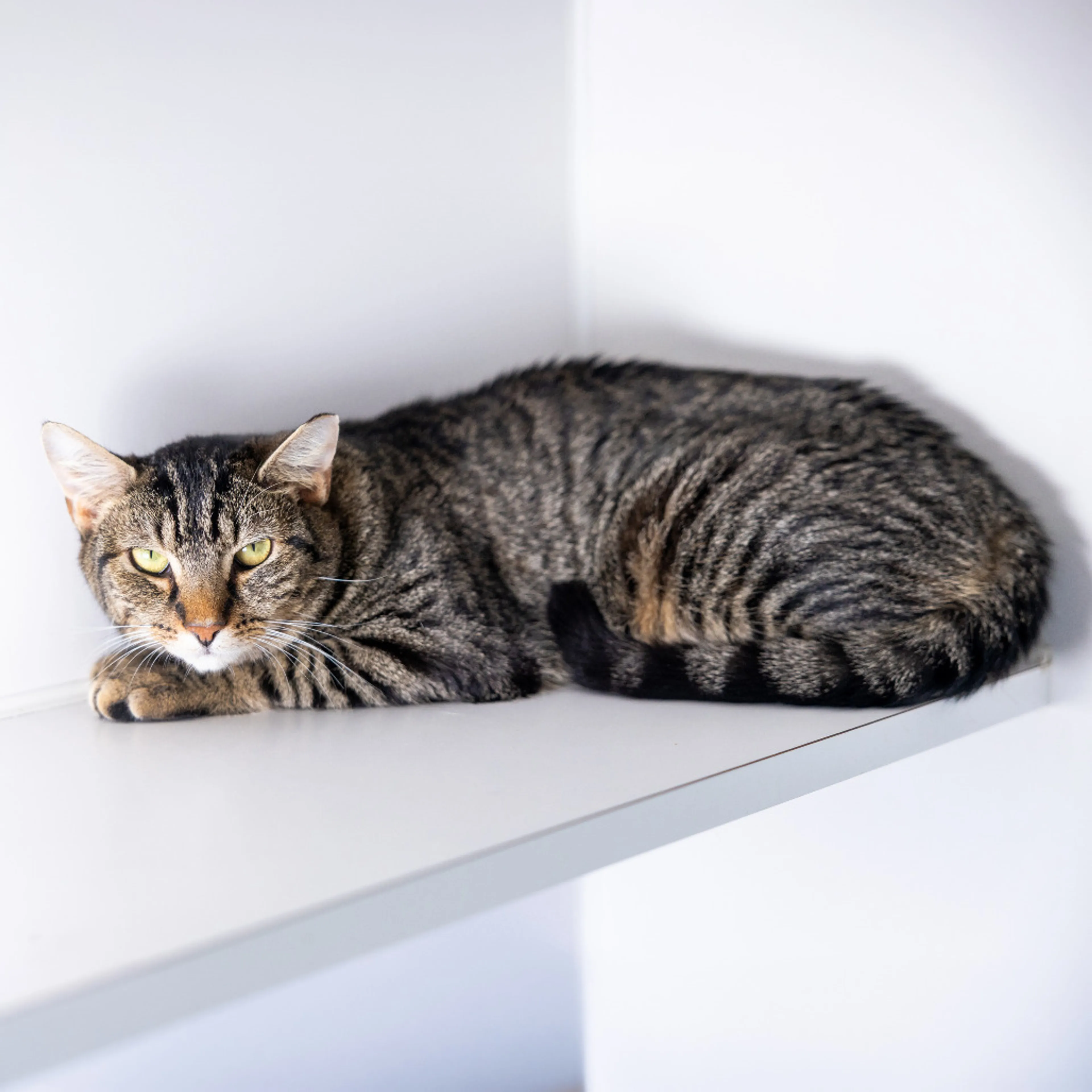 Found pet-1