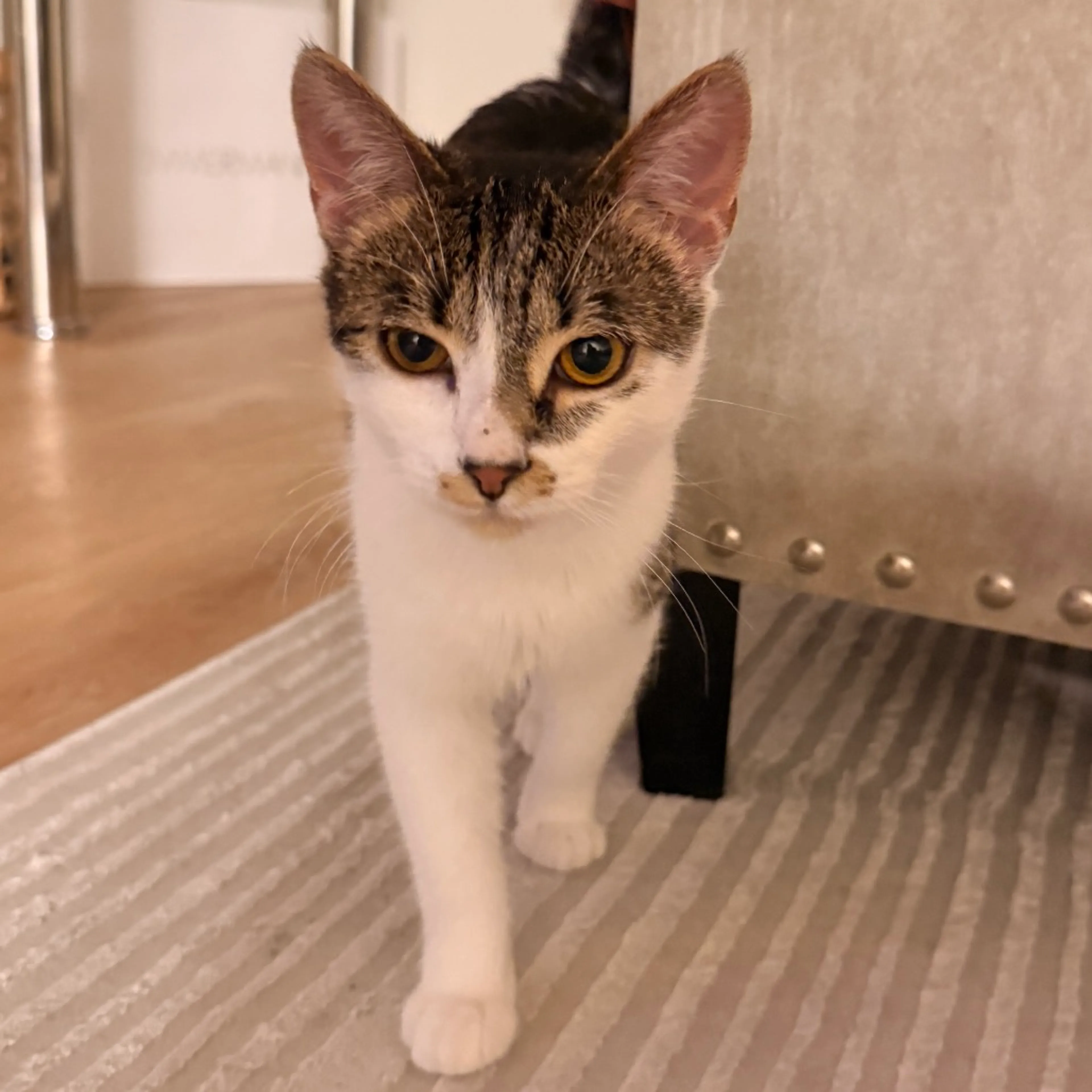 Found pet-4