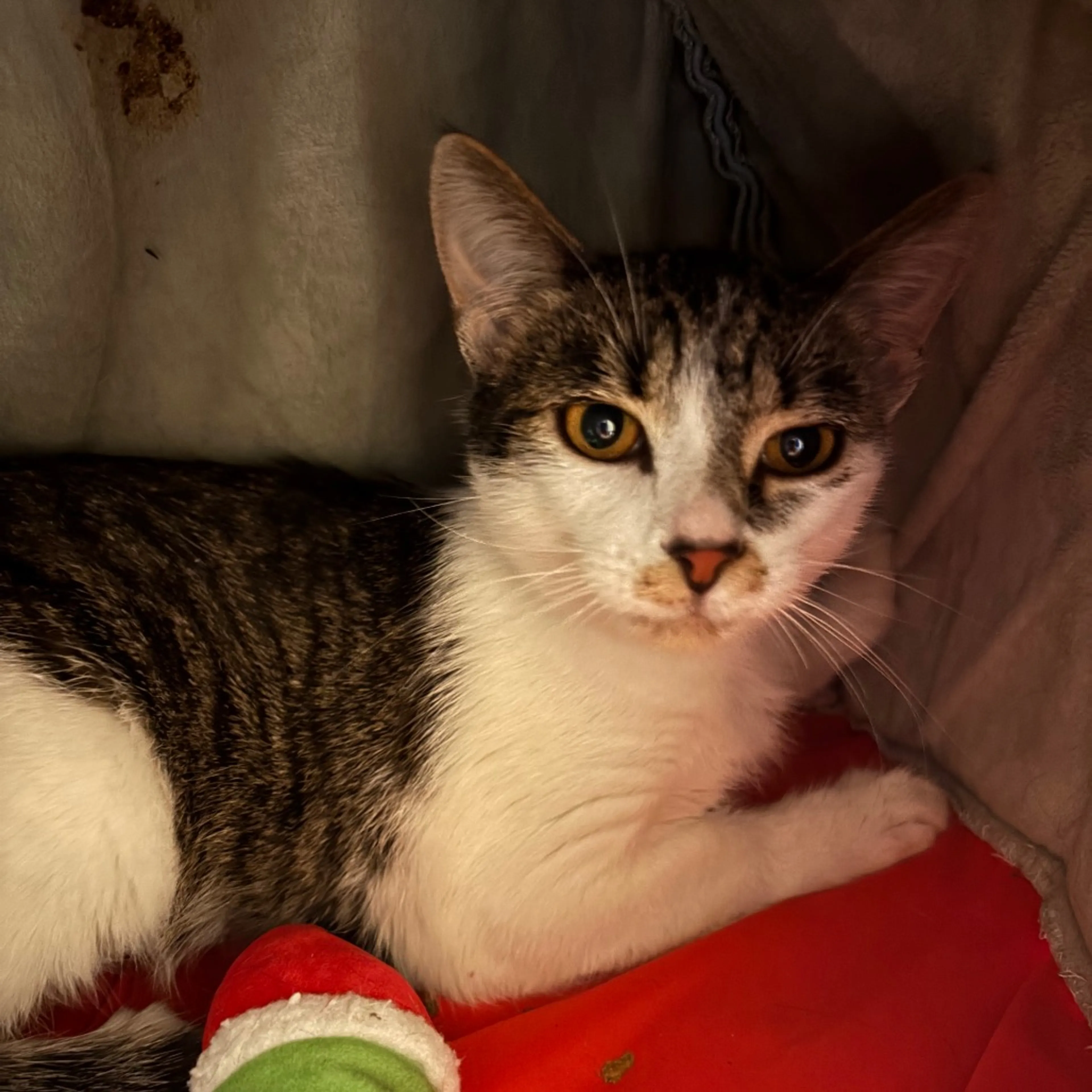 Found pet-2