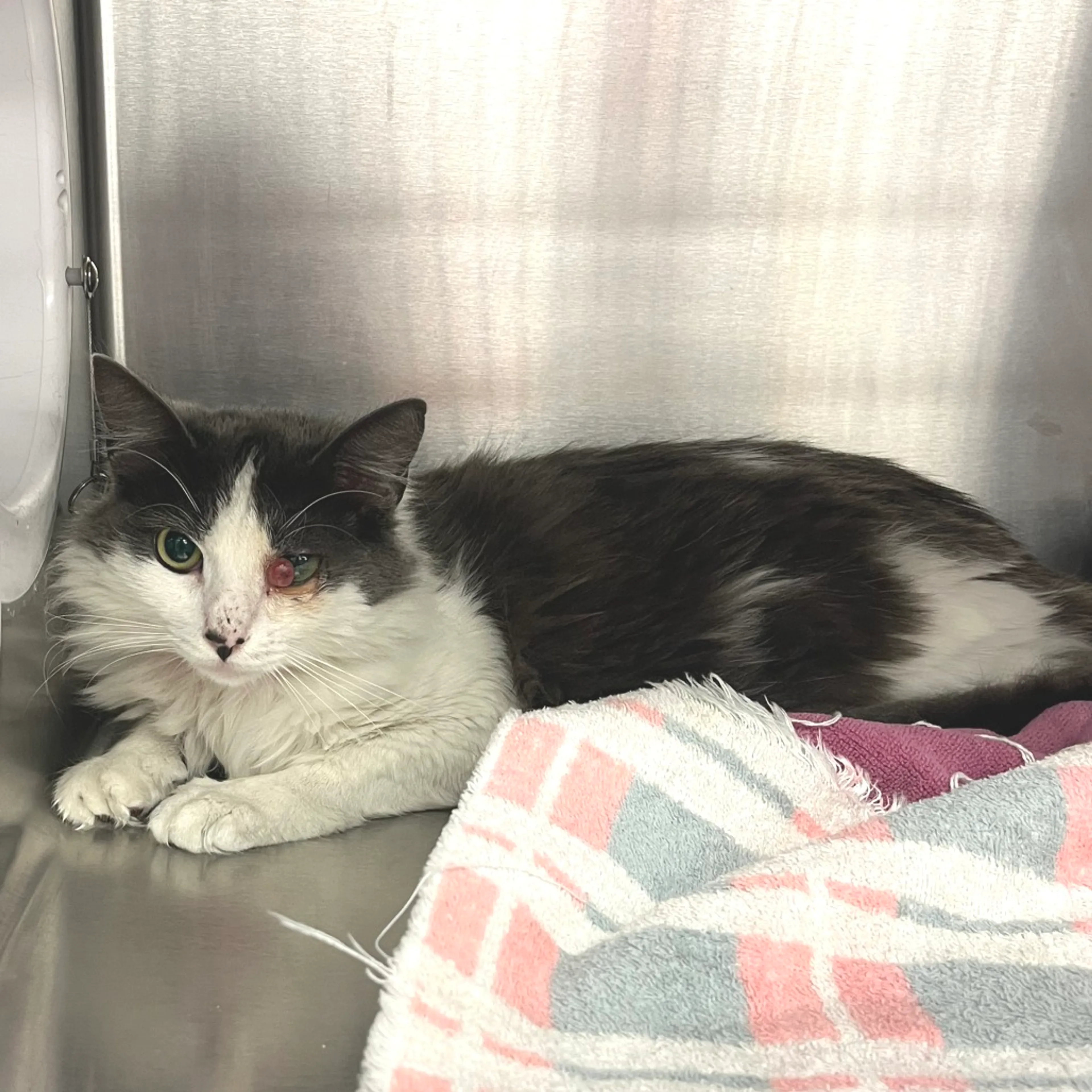 Found pet-2