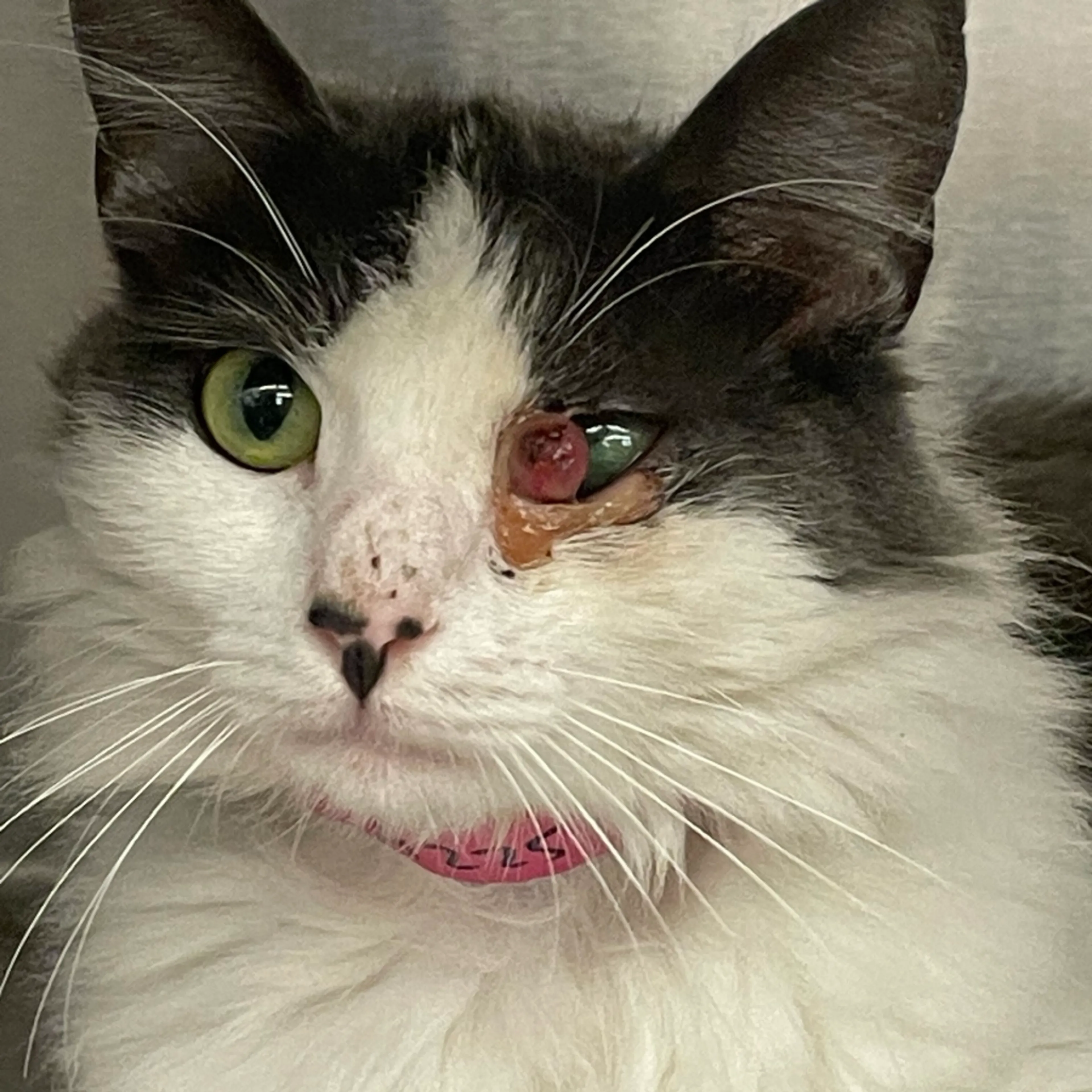 Found pet-3