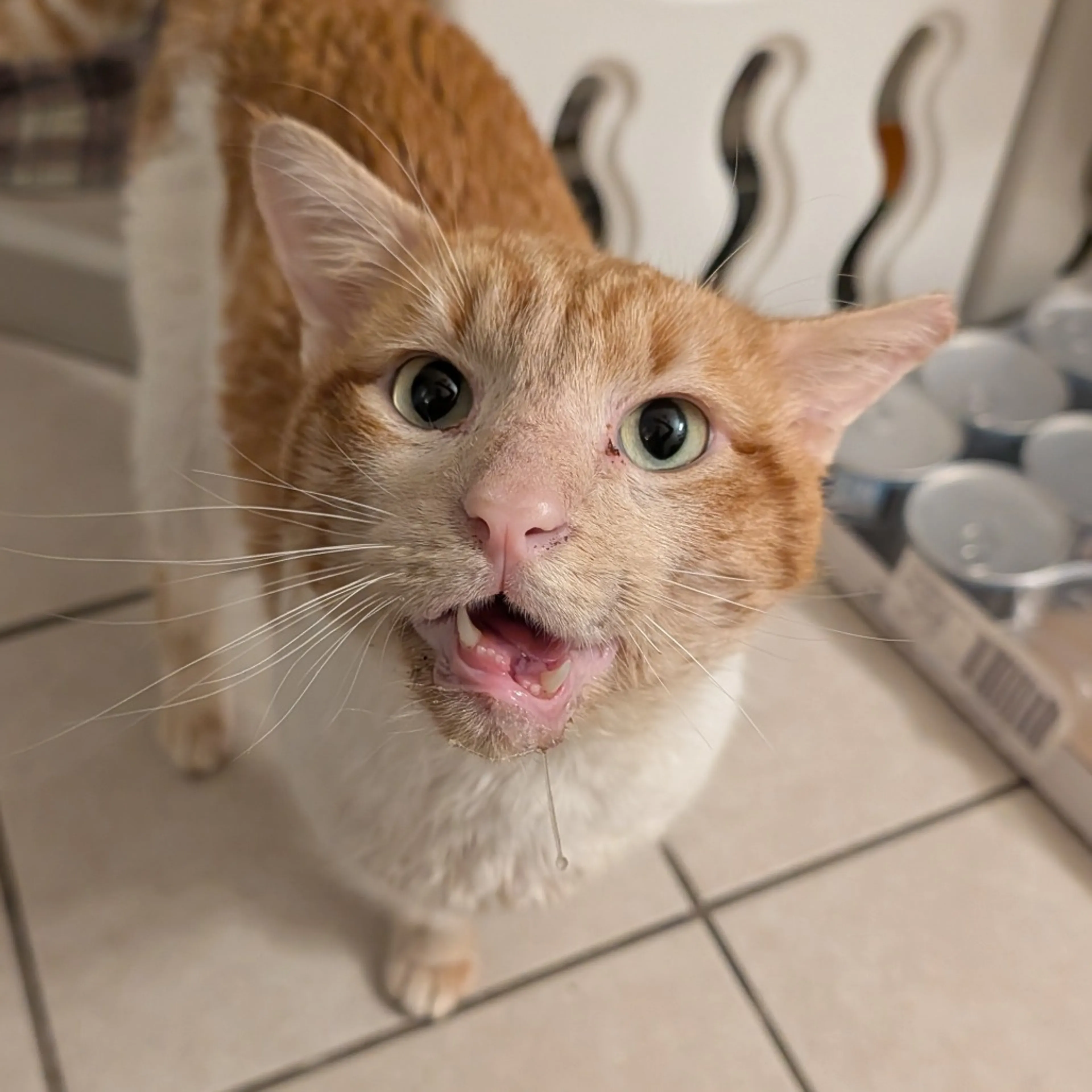 Found pet-0