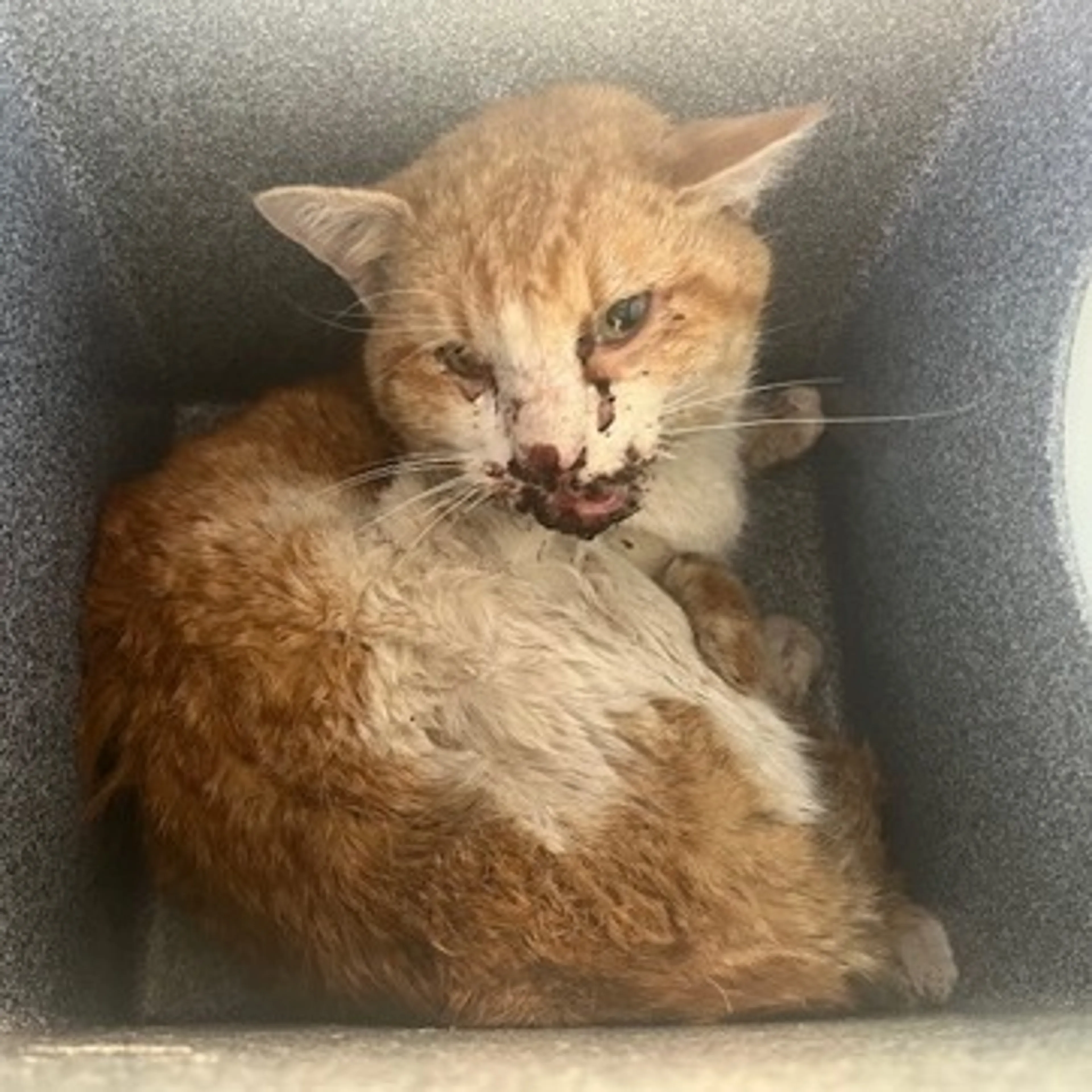 Found pet-1