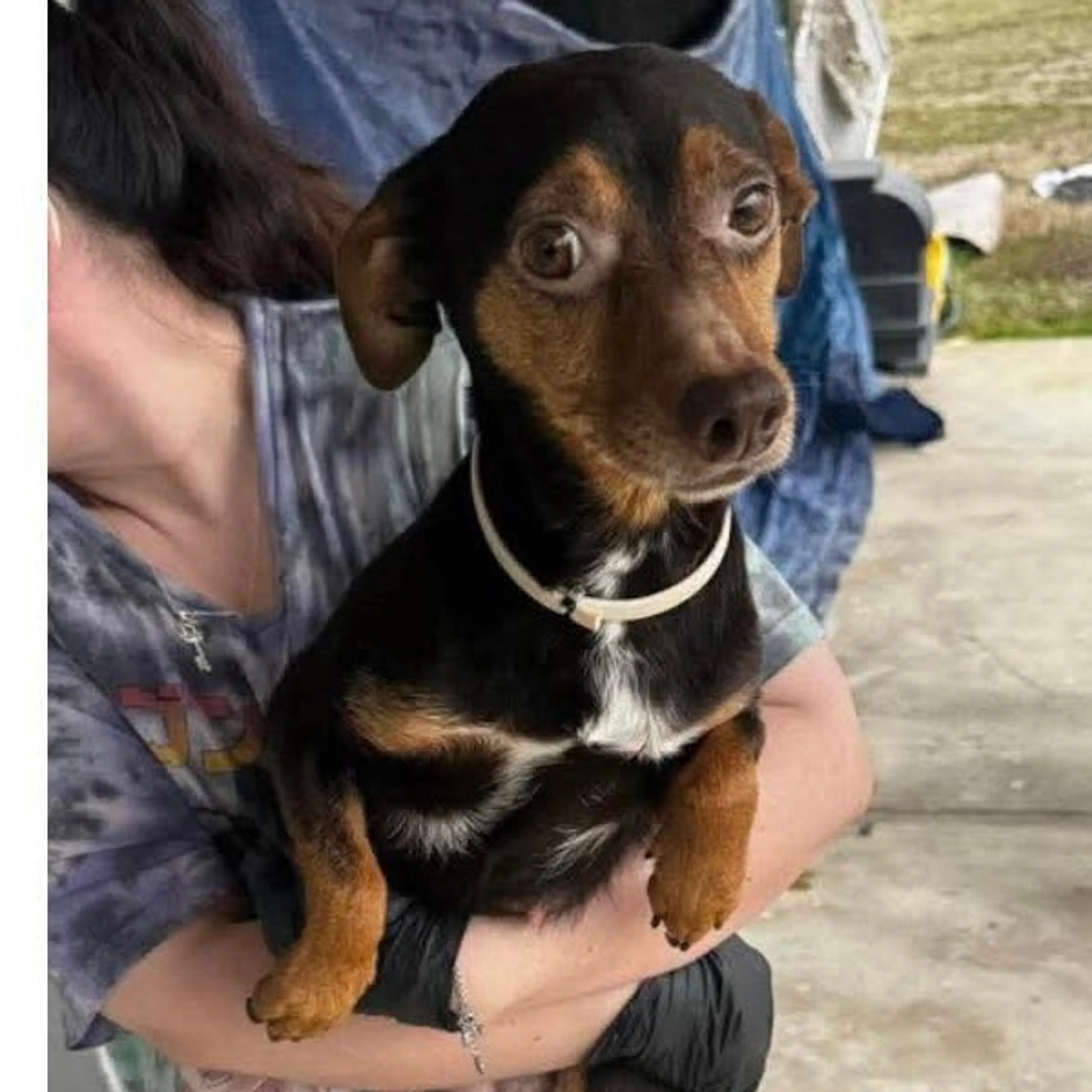 Found pet-1