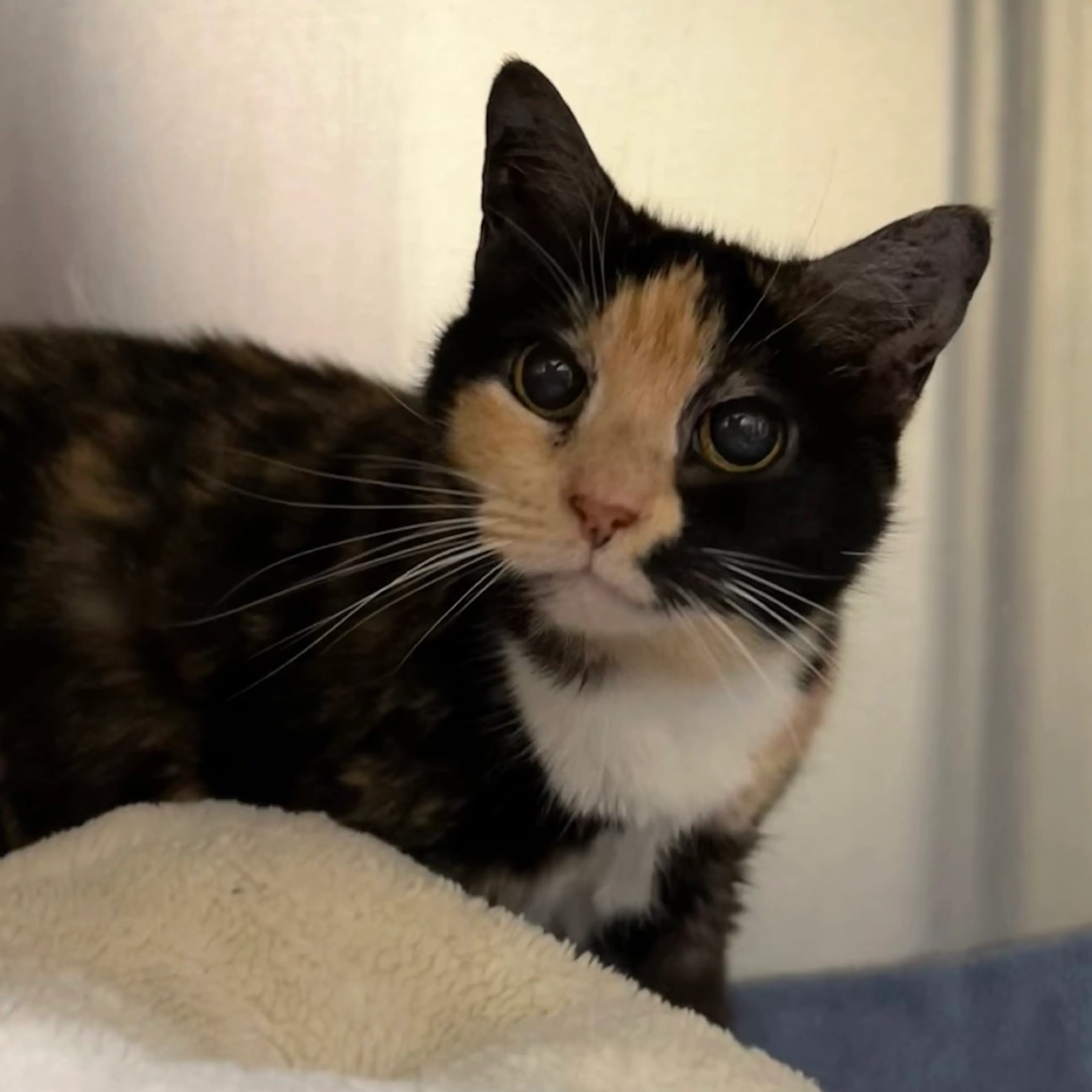 Found pet-1