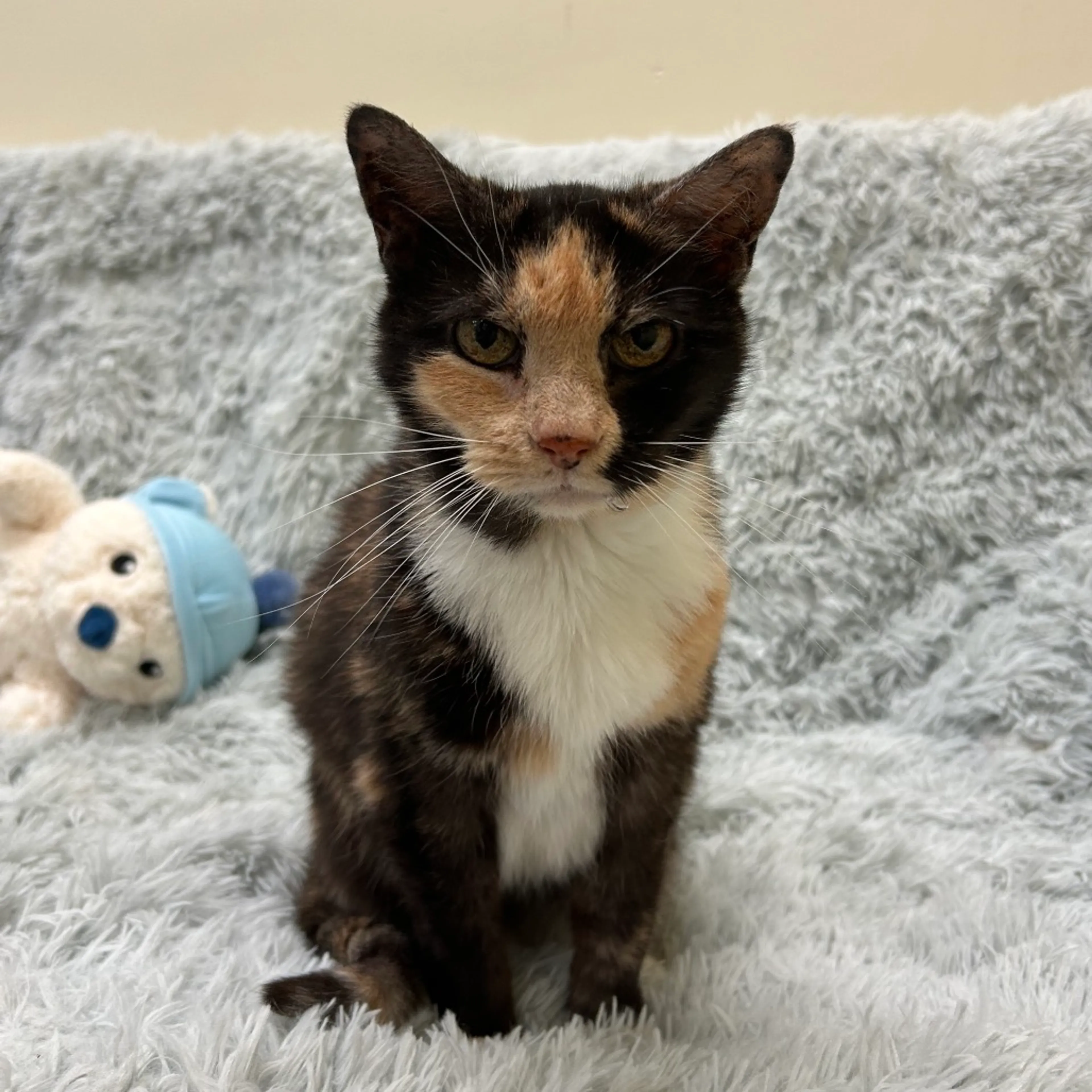 Found pet-6