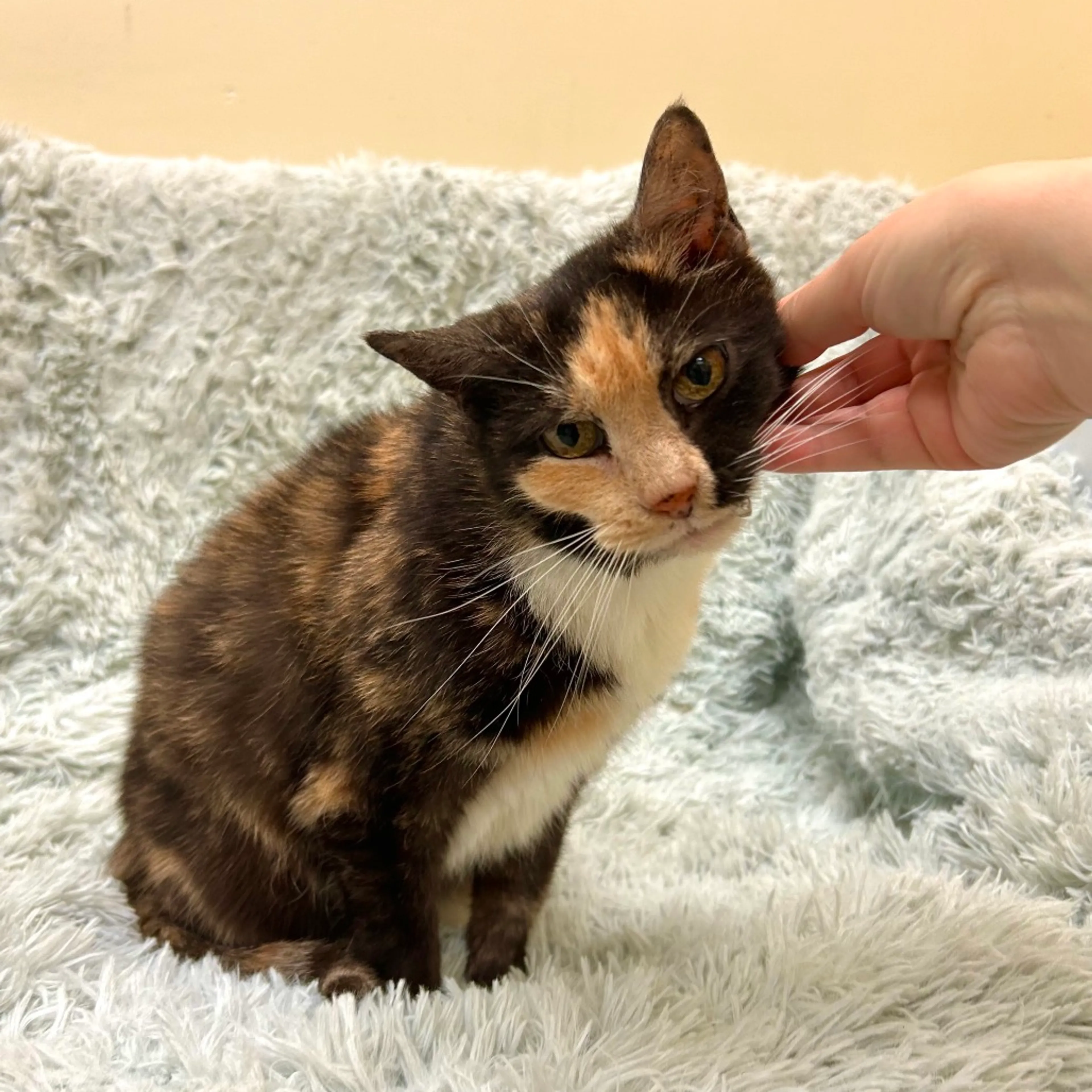 Found pet-5