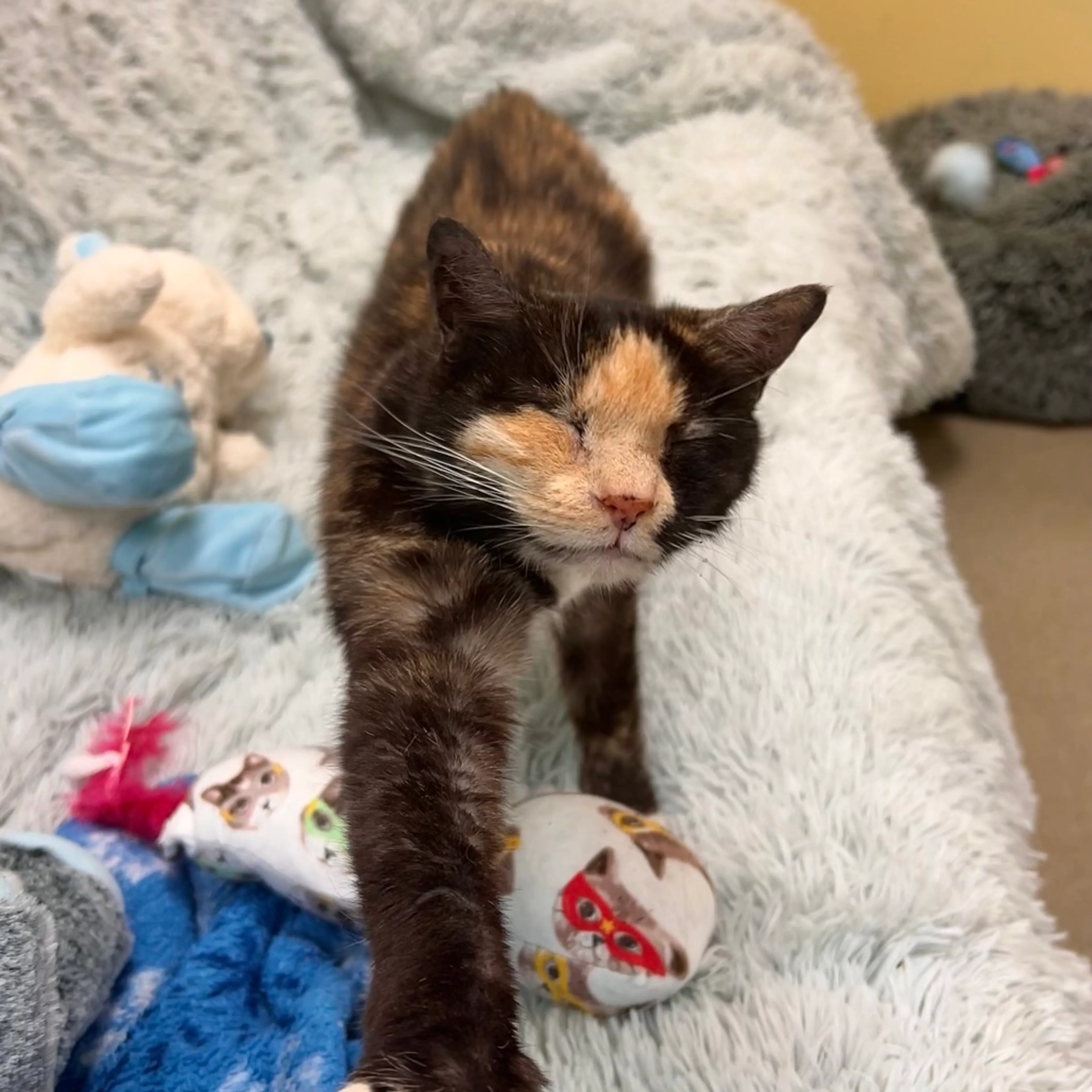 Found pet-2