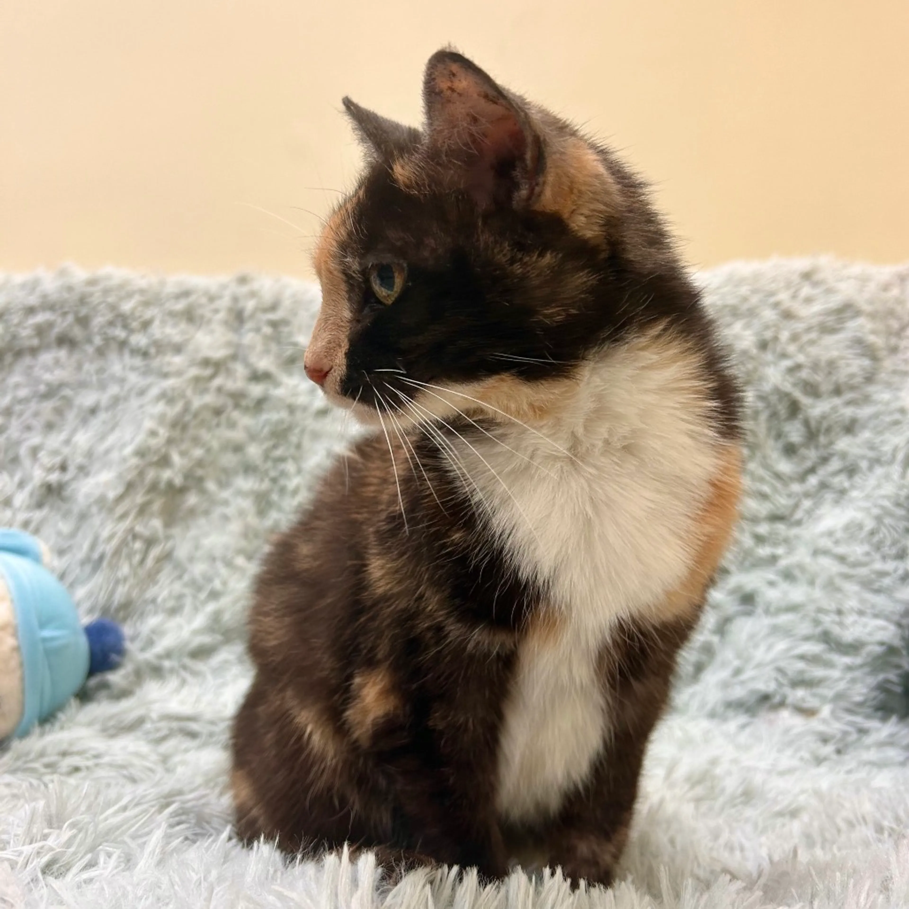 Found pet-4