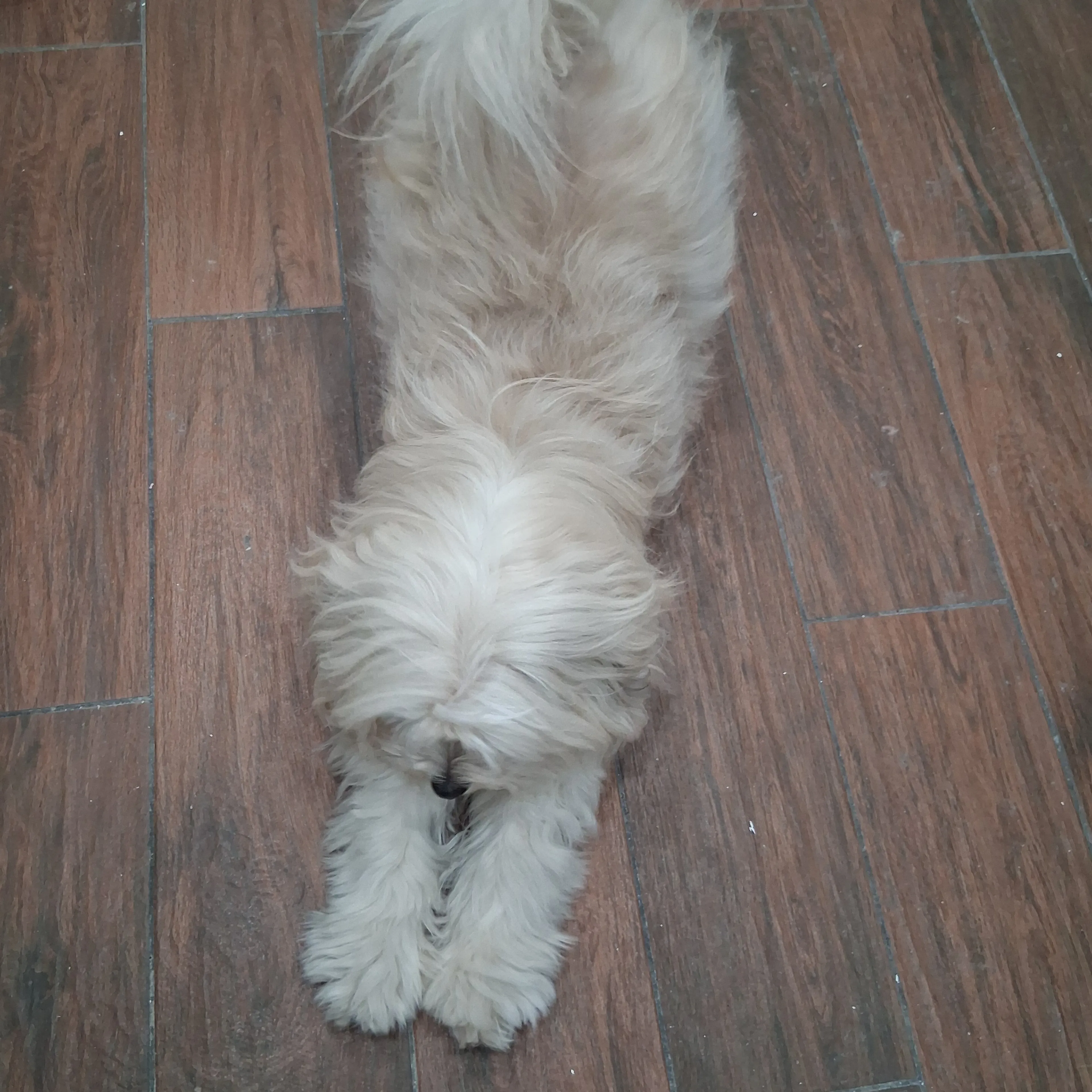 Found pet-1