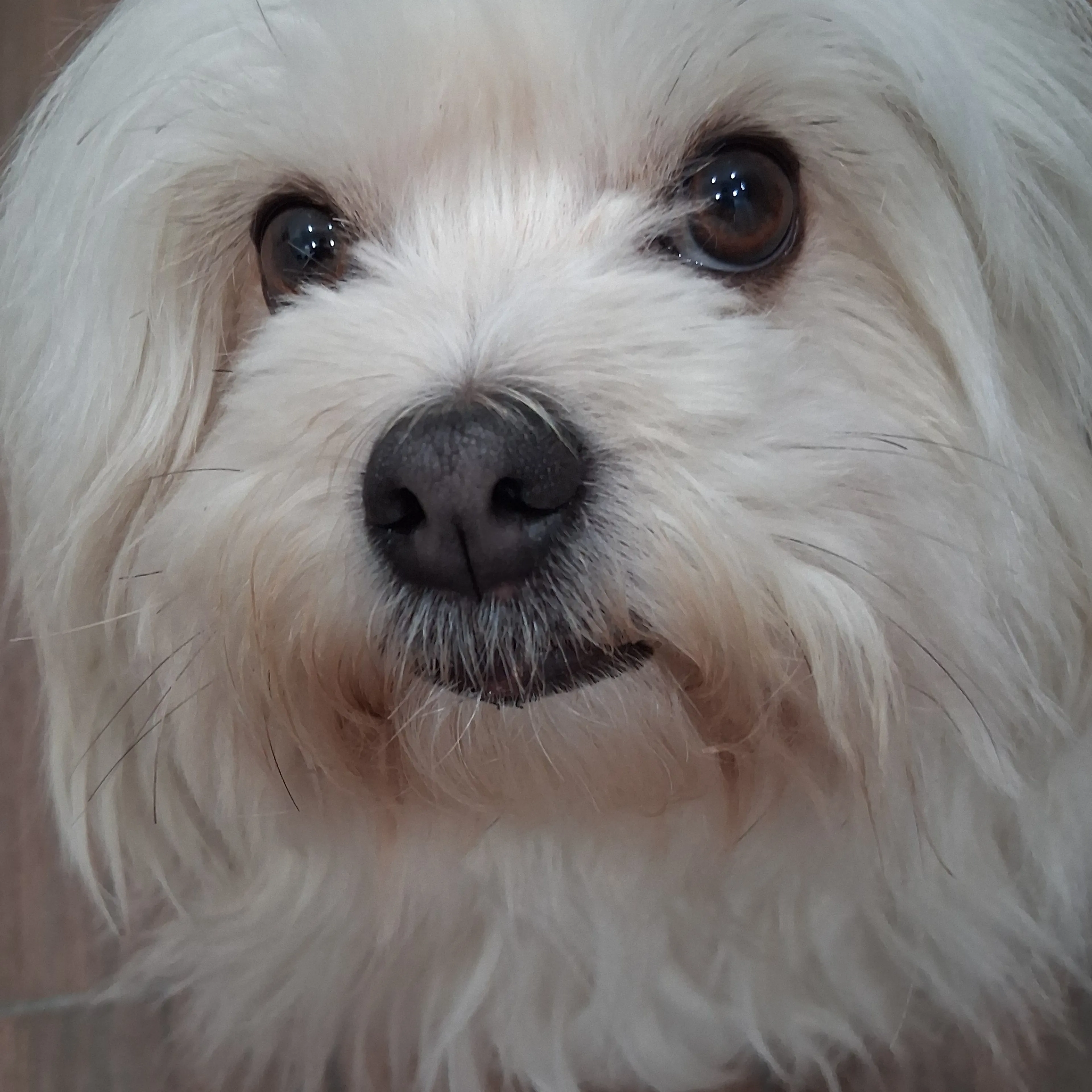 Found pet-2
