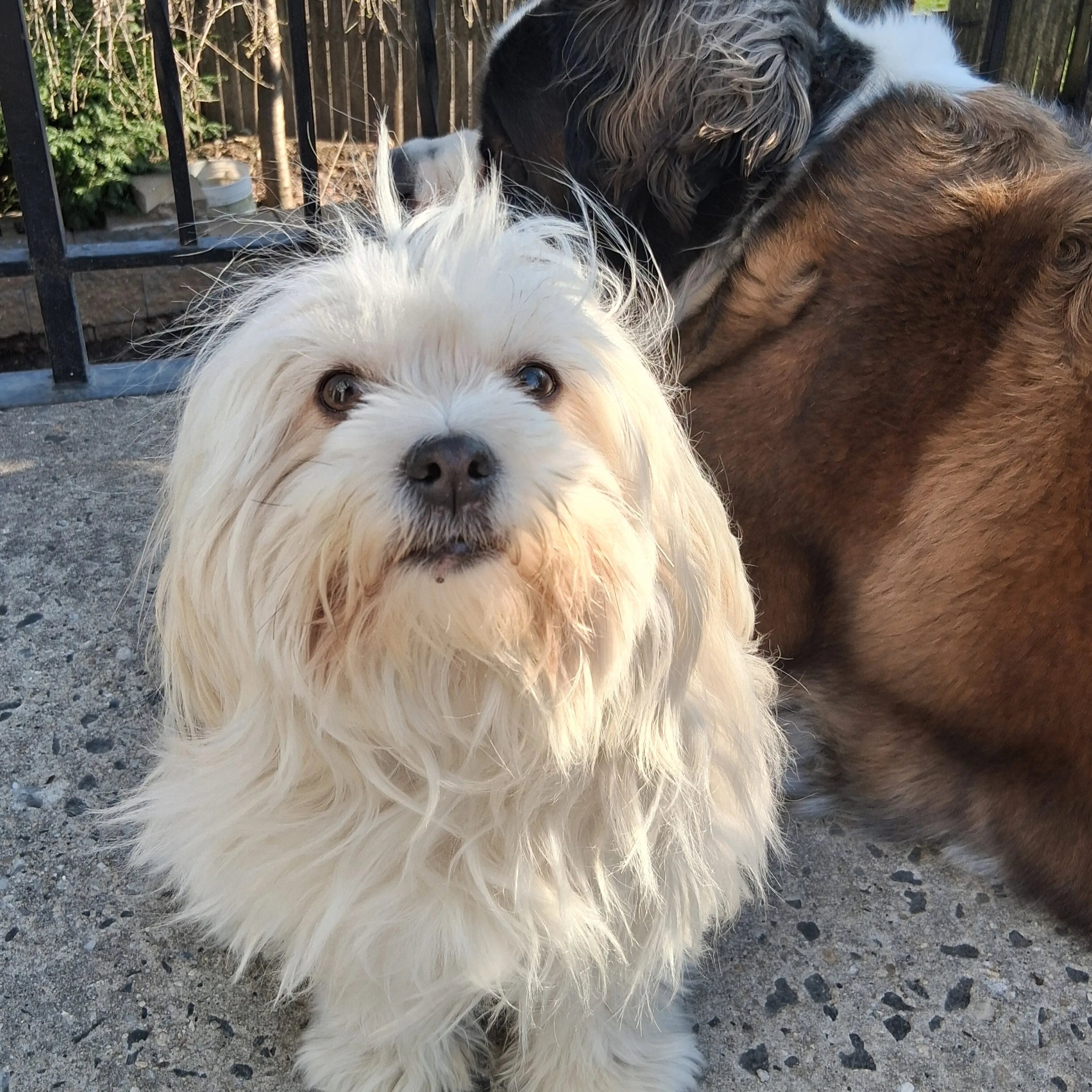 Found pet-3
