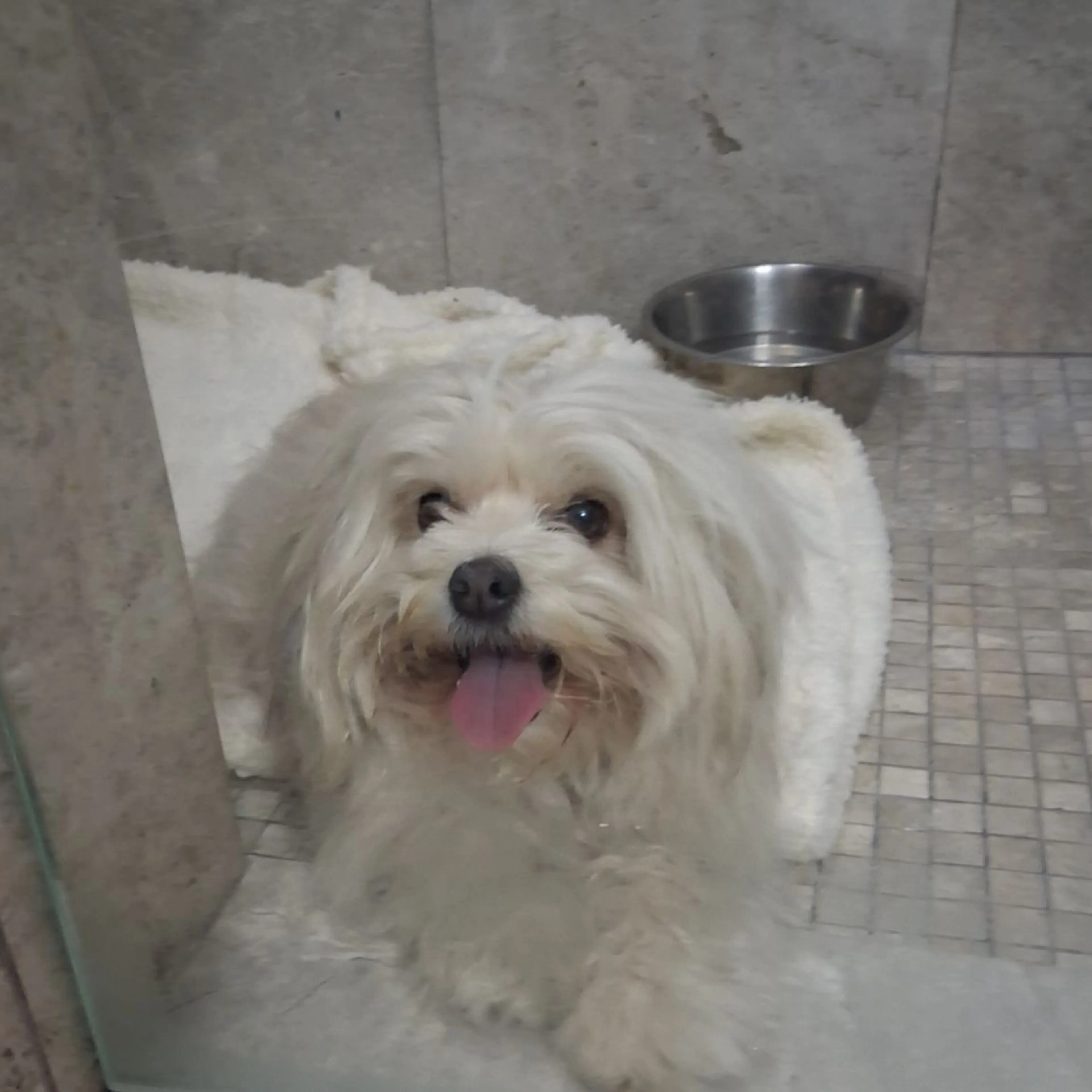 Found pet-0